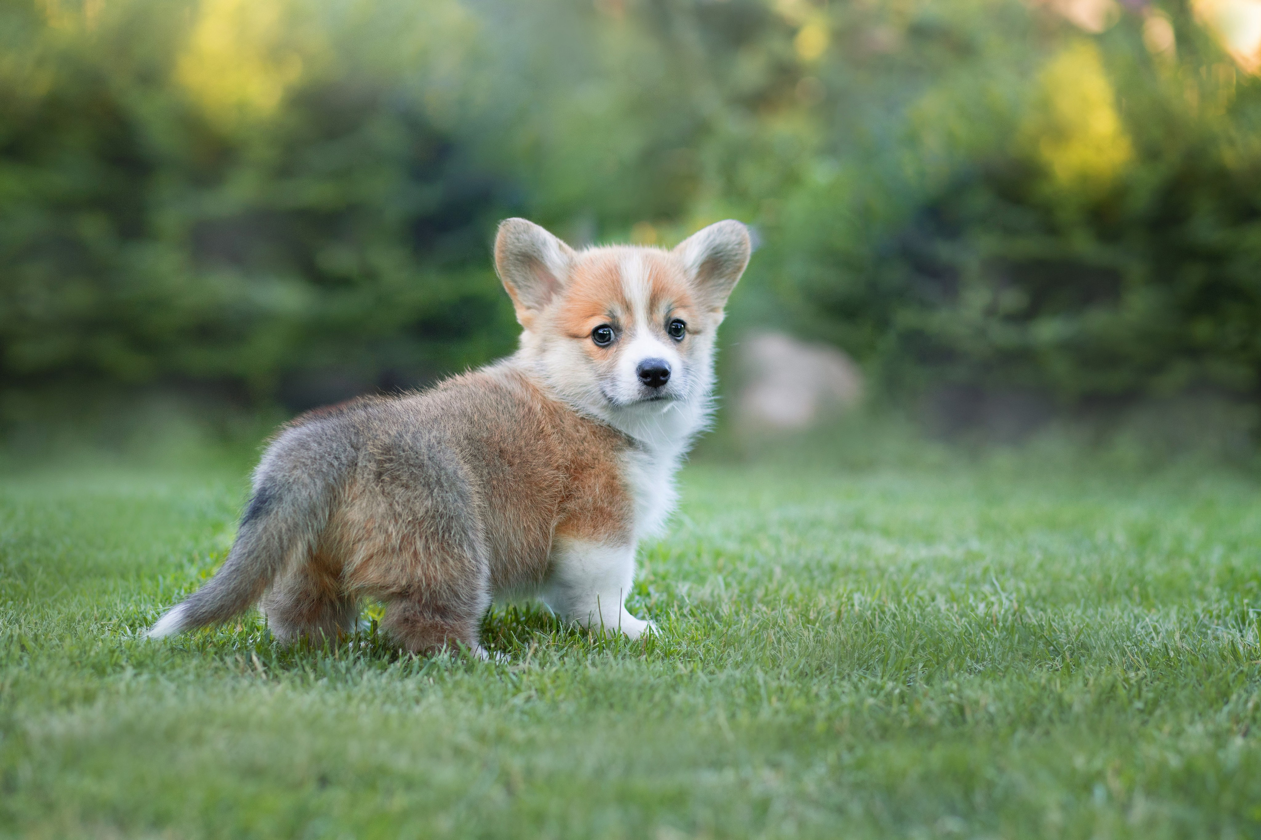 Фотосъёмка собак. Семейный и анималист фотограф в Переславле Анастасия Гусева