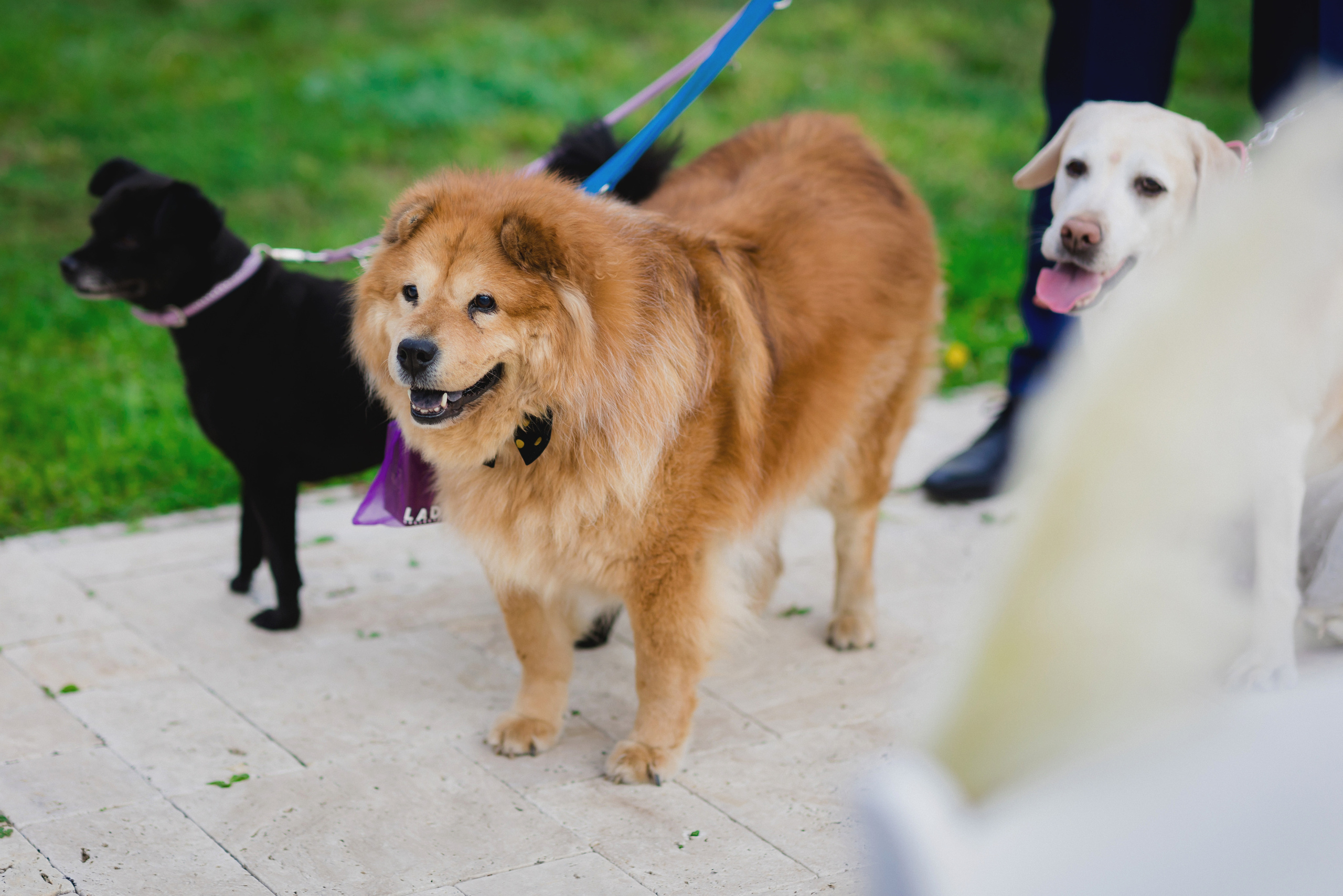 WITH_LOVE_FROM_BUDAPEST. Свадебный фотограф Мостовой Аркадий, Краснодар, Сочи