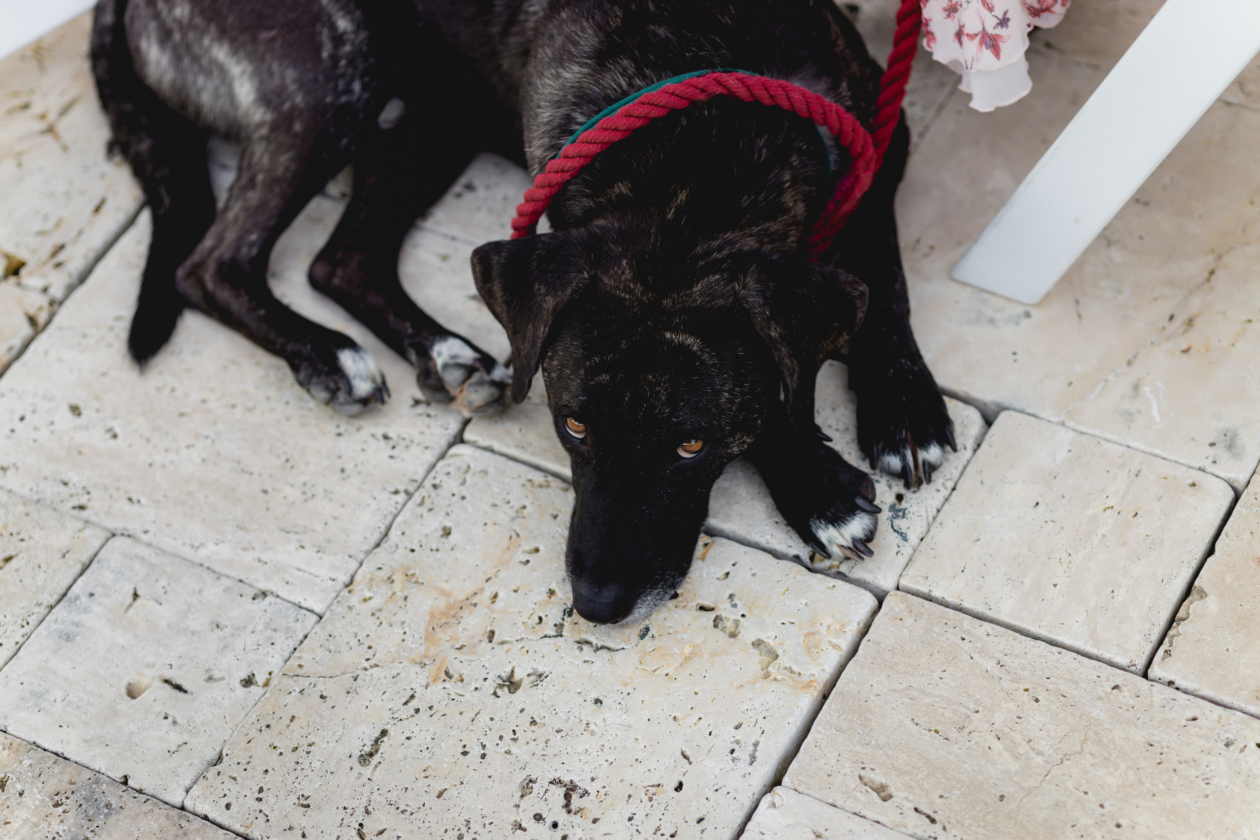 WITH_LOVE_FROM_BUDAPEST. Свадебный фотограф Мостовой Аркадий, Краснодар, Сочи