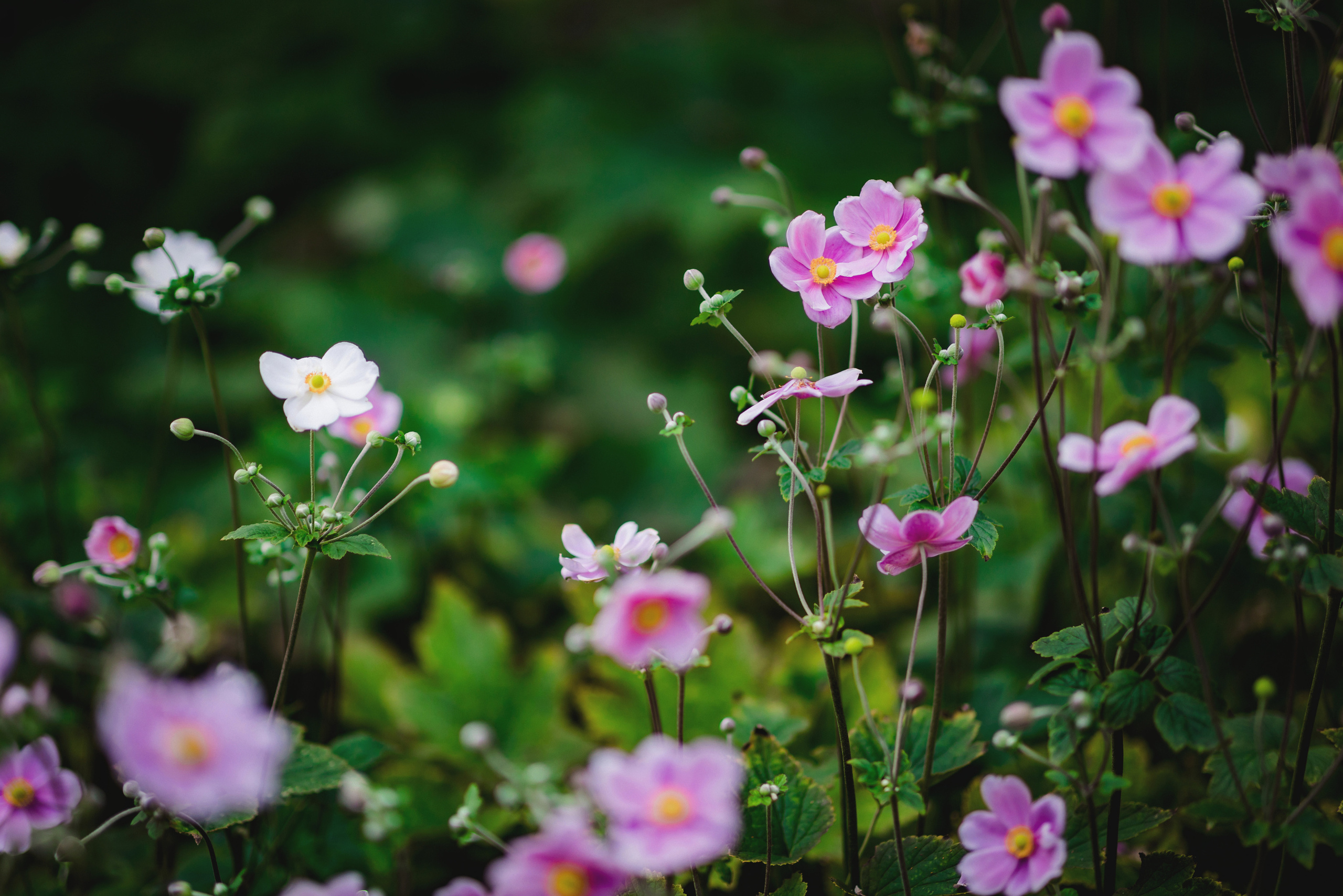 WITH_LOVE_FROM_BUDAPEST. Свадебный фотограф Мостовой Аркадий, Краснодар, Сочи