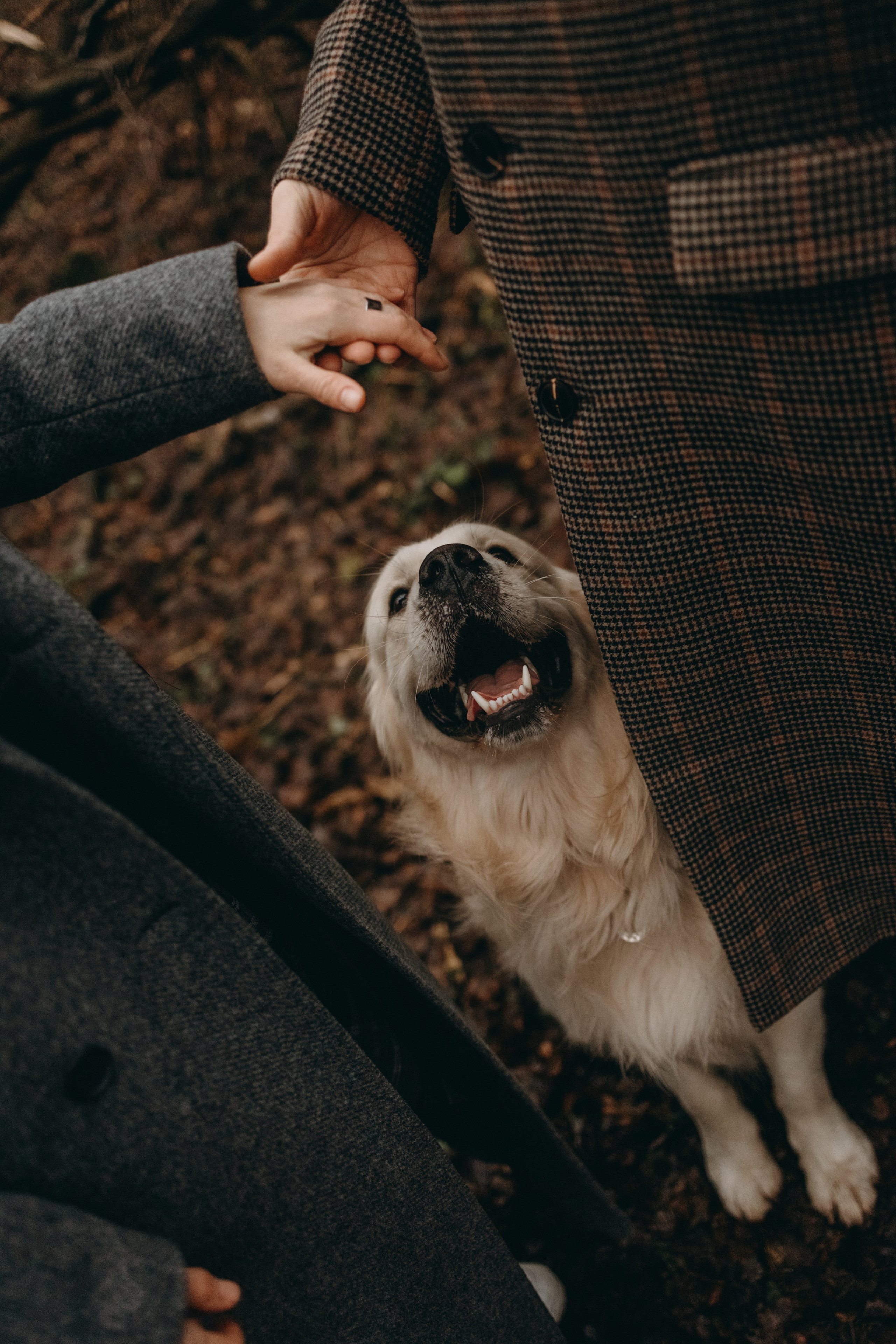 Лаки и его семья. Фотограф — Анималист | Санкт-Петербург