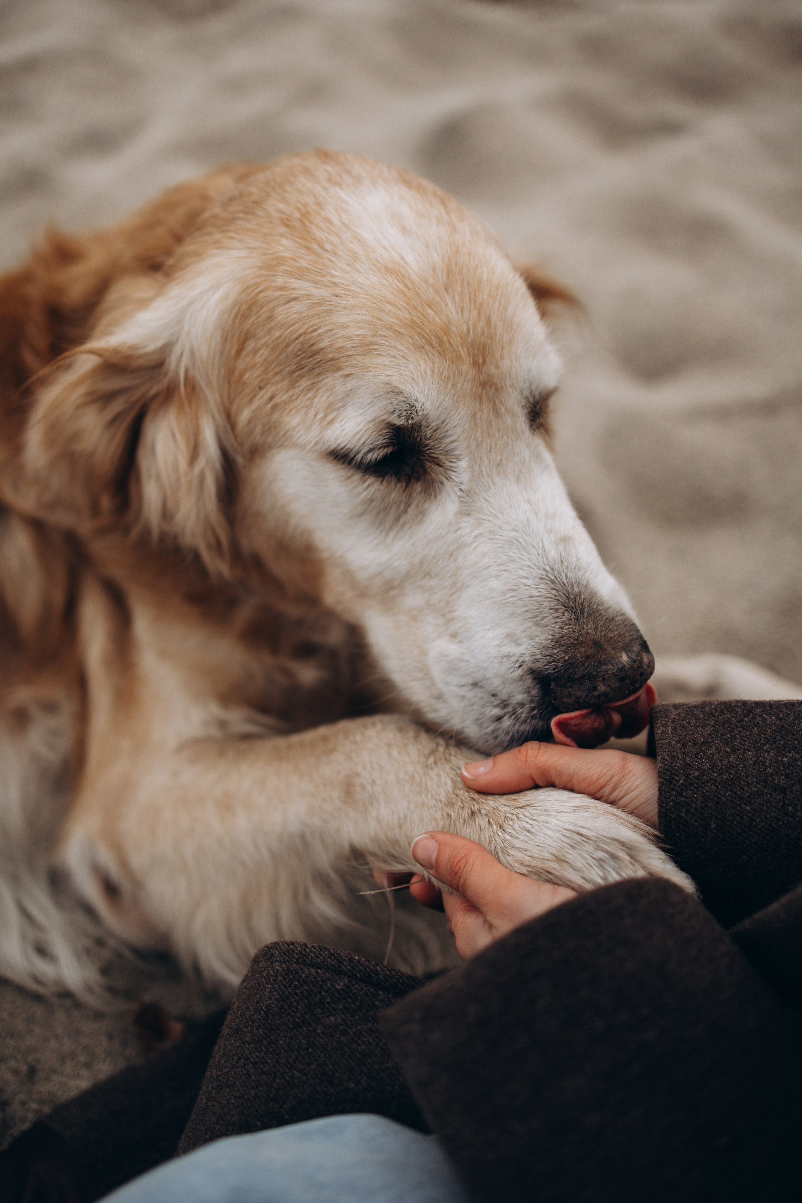 Юля и Максик. Фотограф — Анималист | Санкт-Петербург