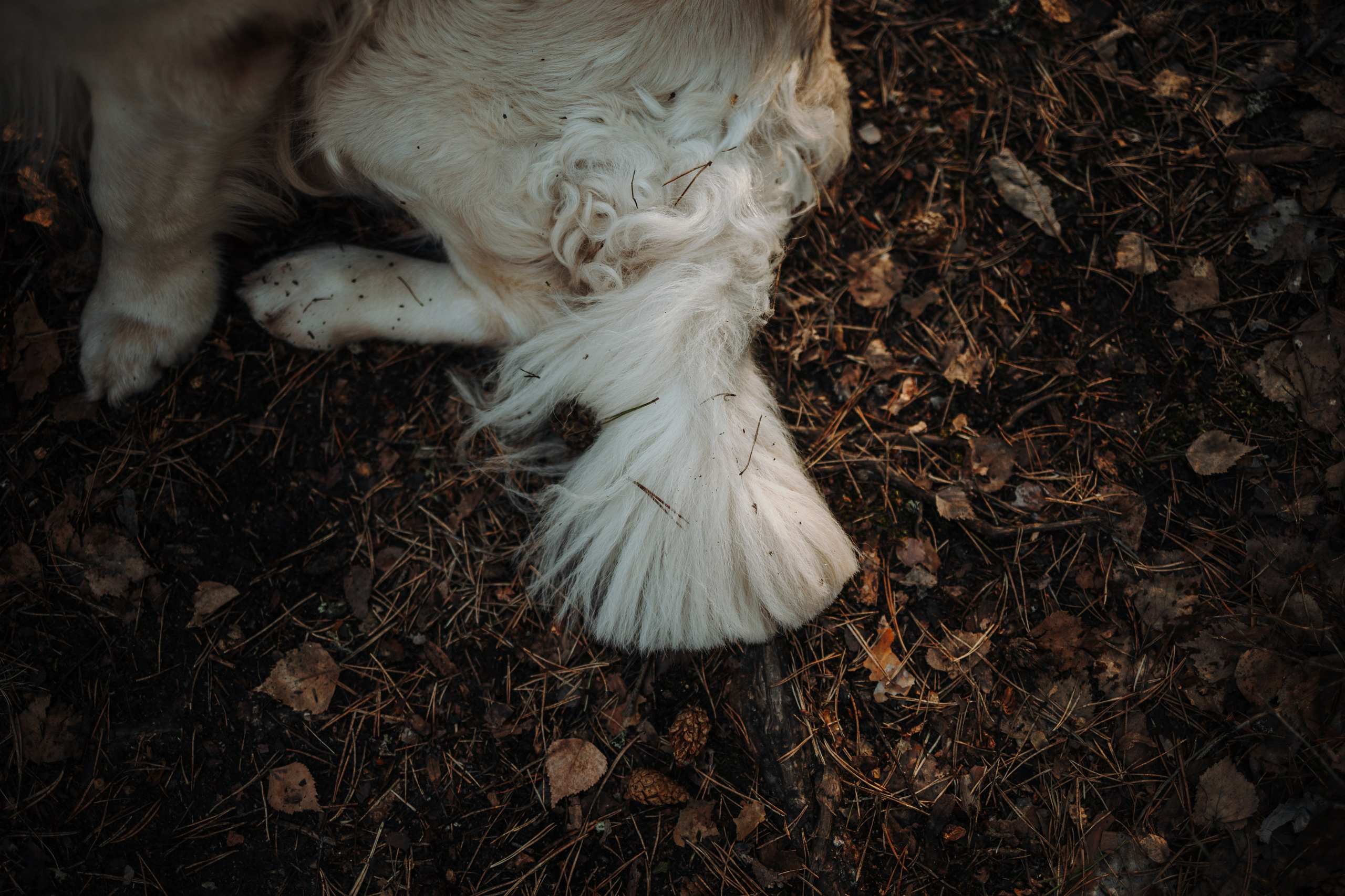 Катя и ее девочки. Фотограф — Анималист | Санкт-Петербург