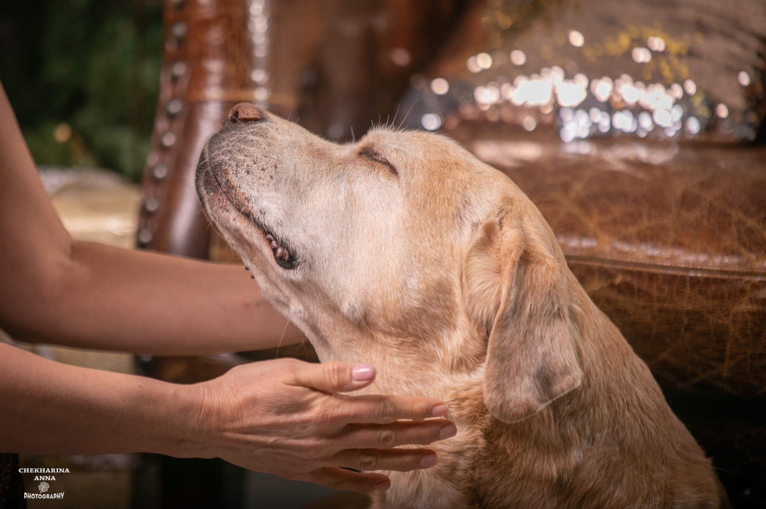 Анималистика. Профессиональный фотограф Чехарина Анна / pro photographer Chekharina