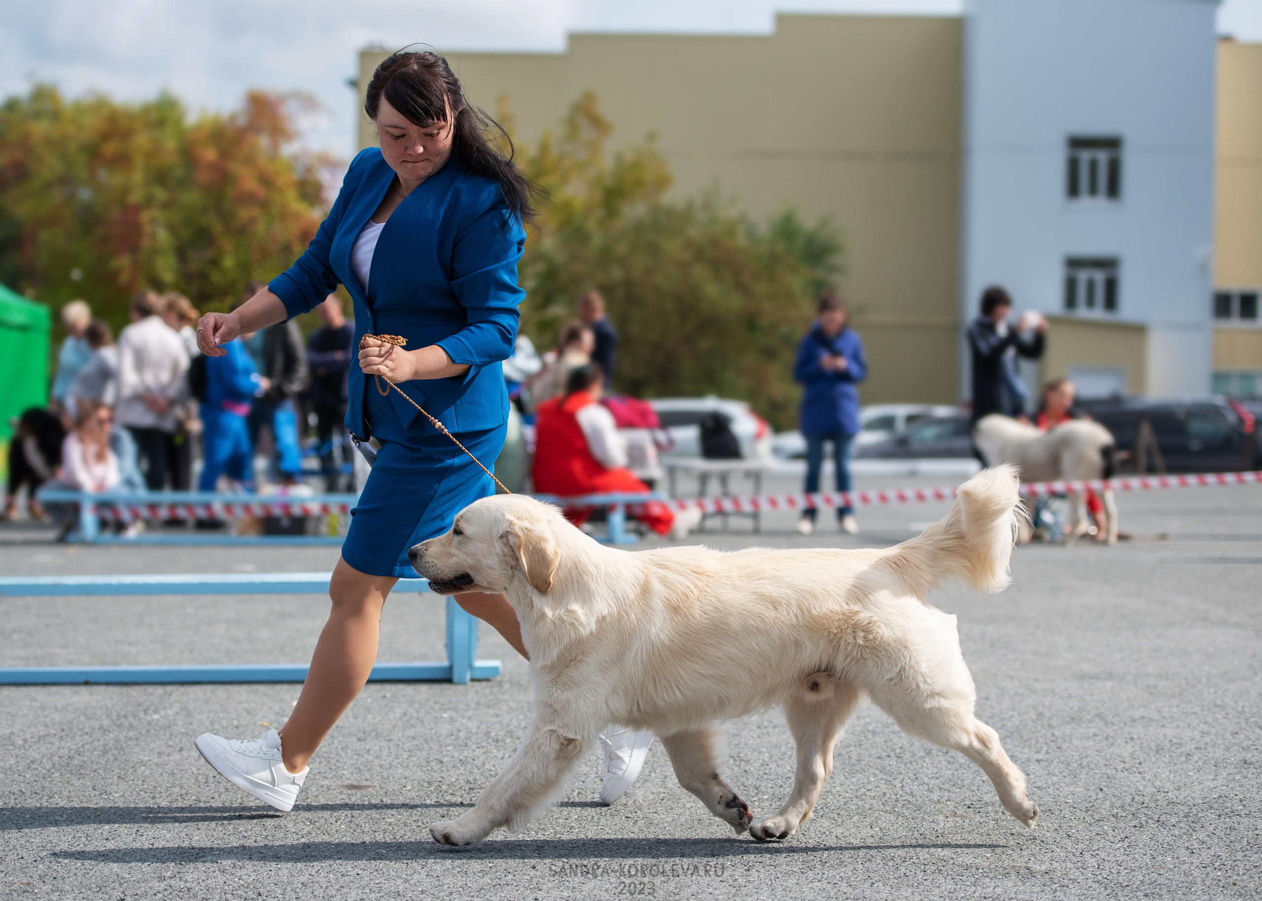 Выставка собак Тюмень 02.09.2023. Дог-фотограф в Тюмени Александра Королева