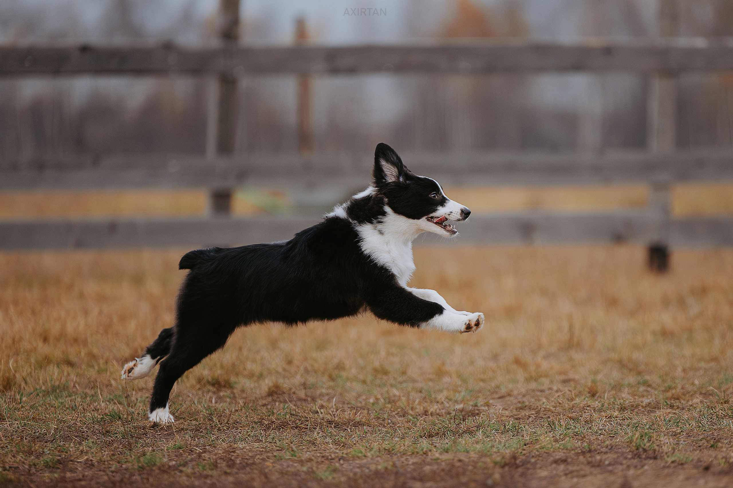 Кубрау. BLGKV питомник собак