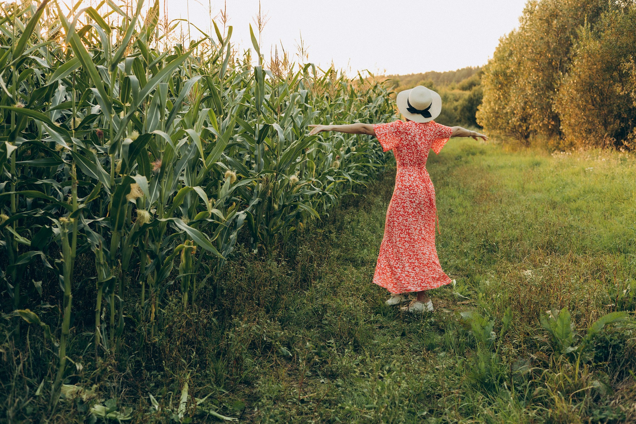 В кукурузе. Главная