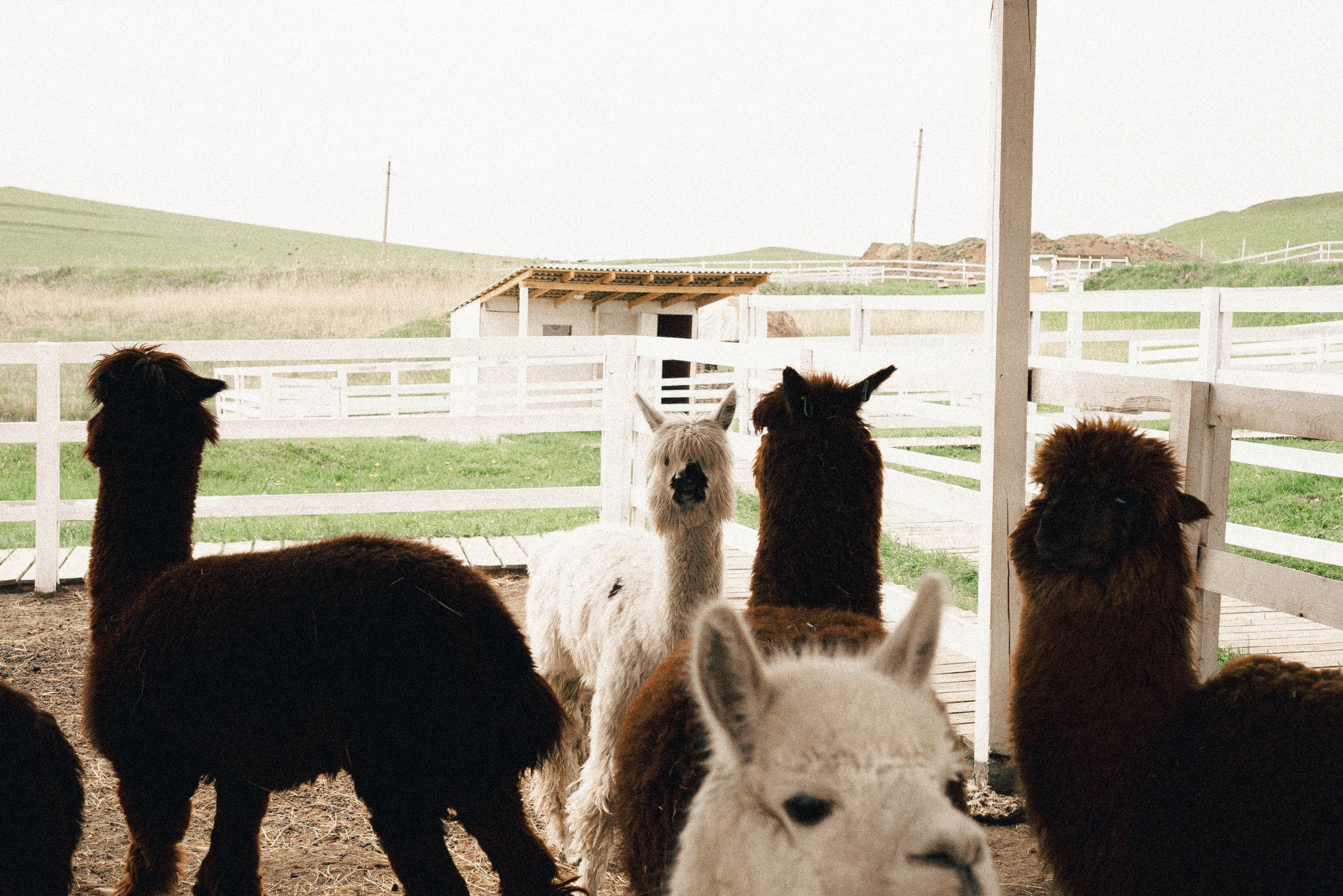 Ферма Альпак. Профессиональный фотограф, Санкт-Петербург — Виктория Богомолова