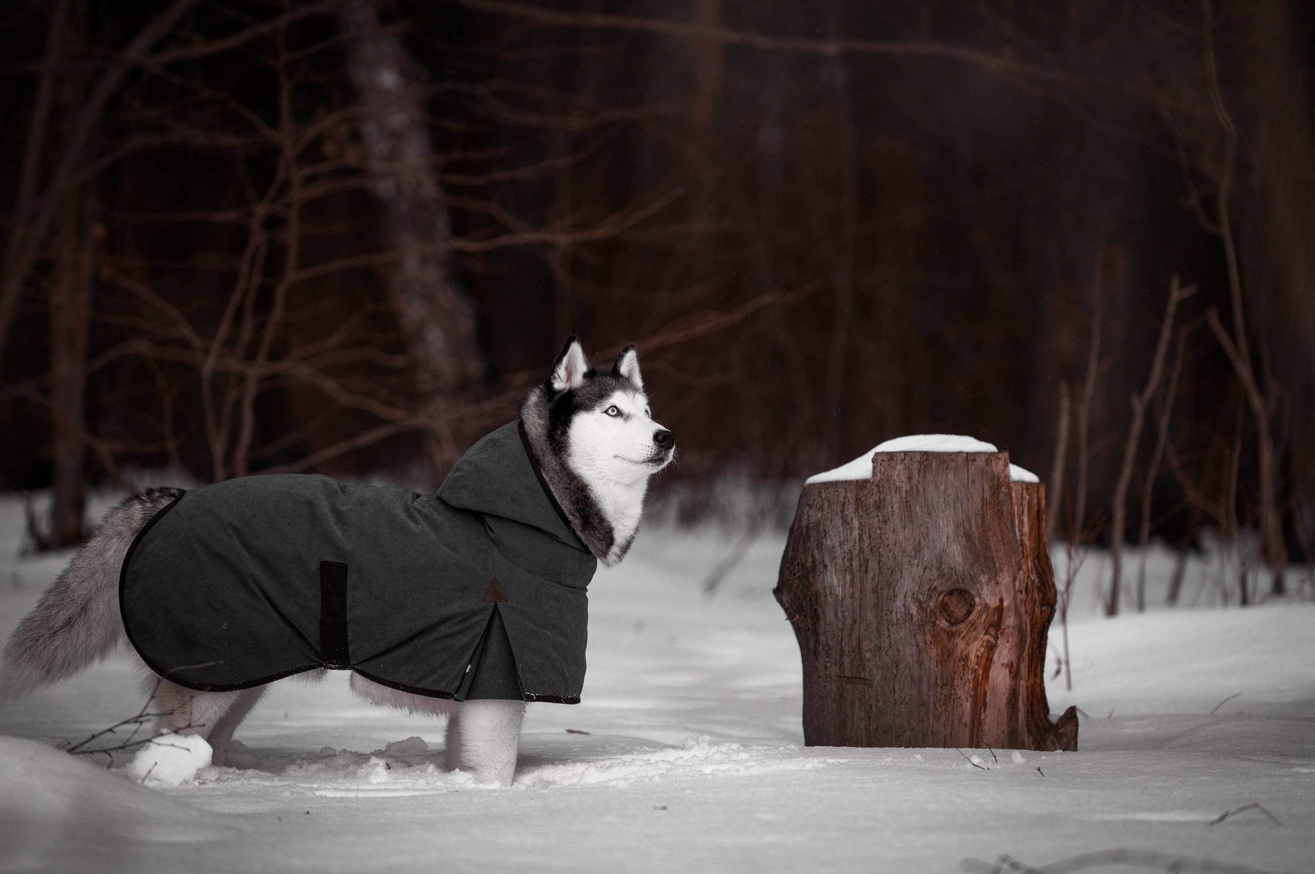 Шанель. Фотограф-анималист