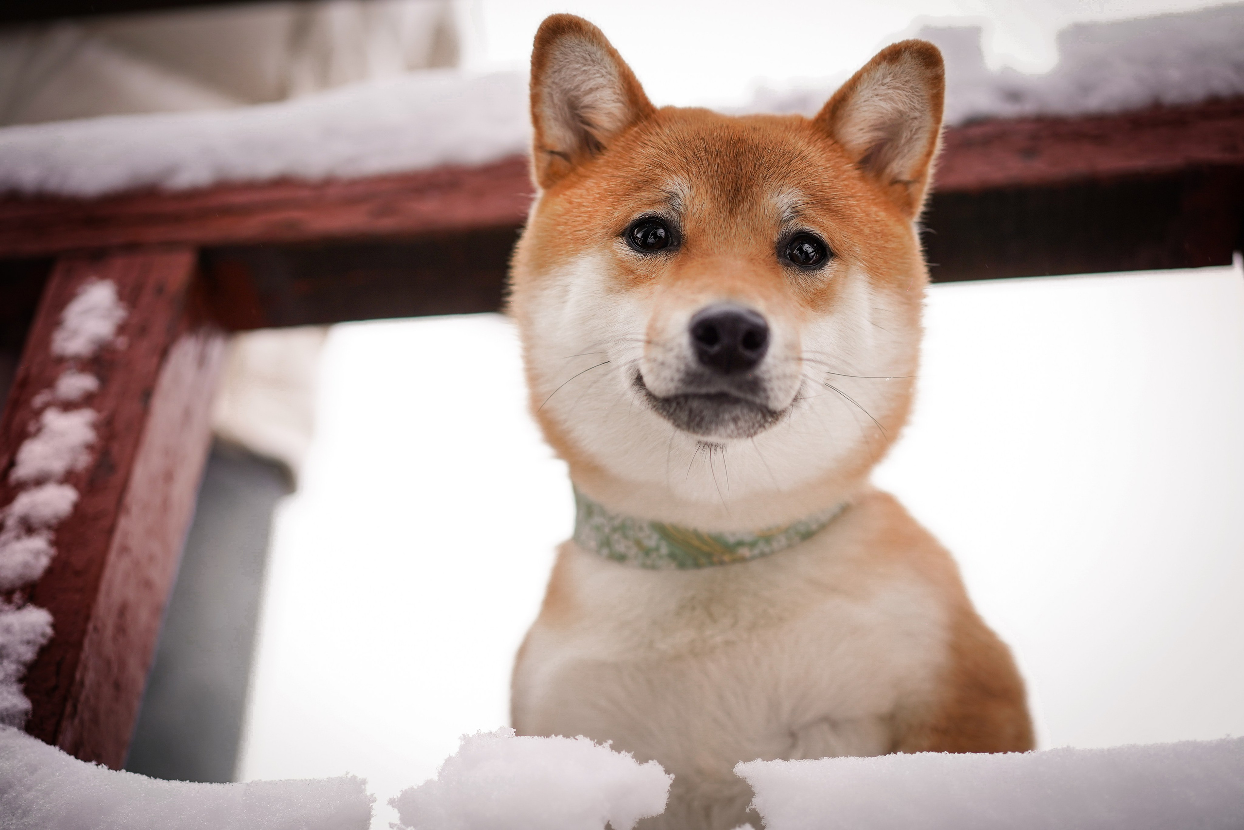 Алина и Юми. Фотограф-анималист в Санкт-Петербурге Яна Мартынова