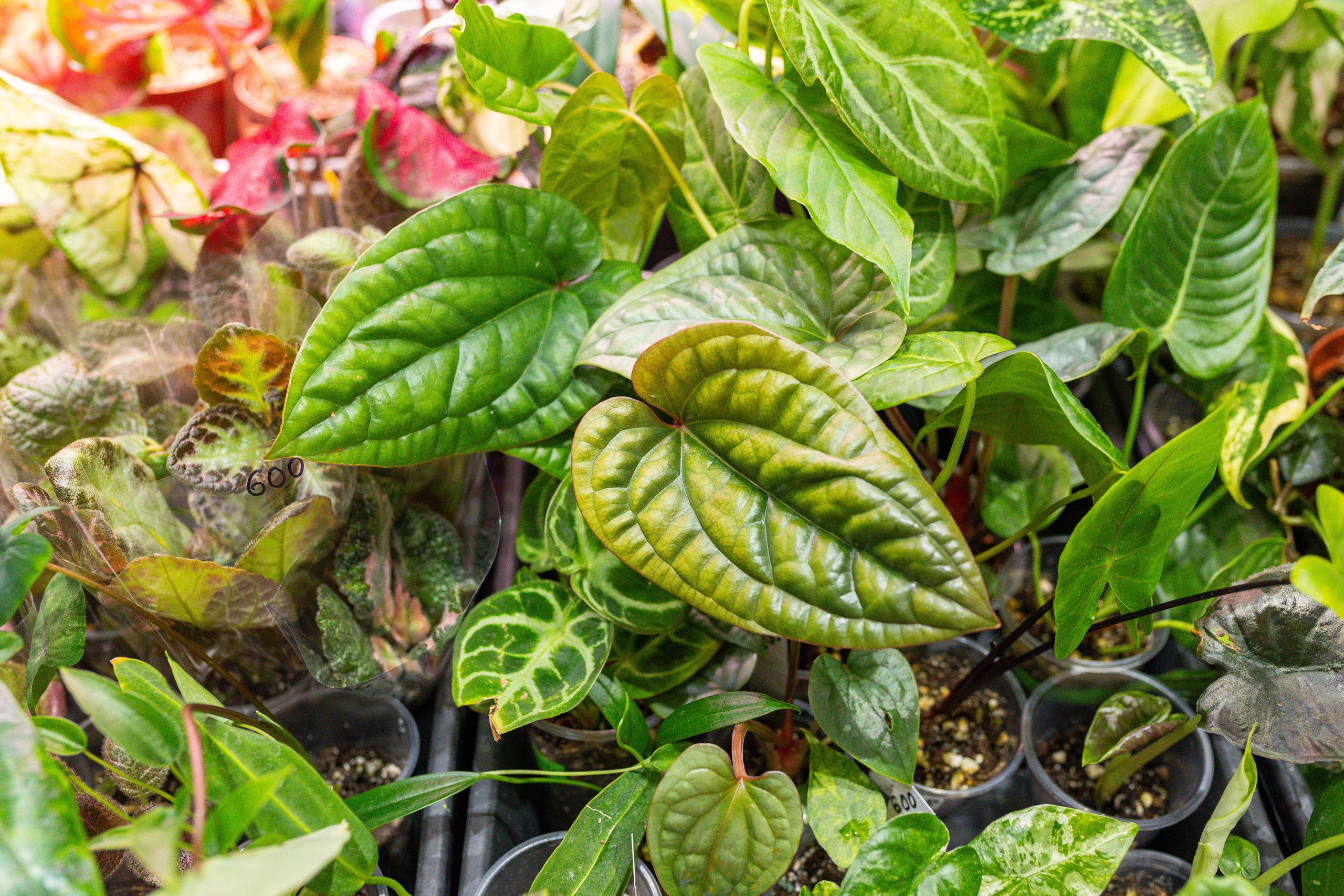 Монстериум 11–12 октября. Александра Куликова фотограф, Москва