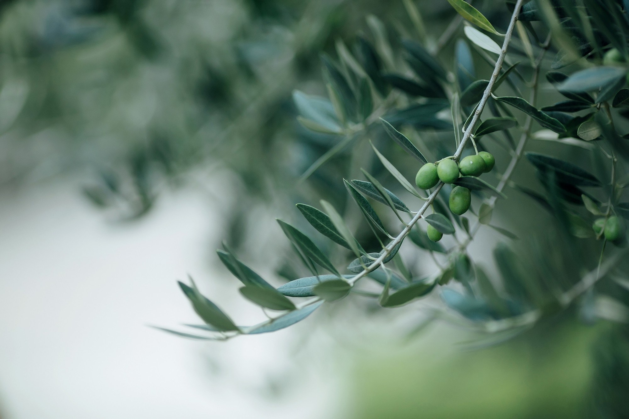 Como for Two. Любовь Чуляева — свадебный фотограф в Москве и Европе