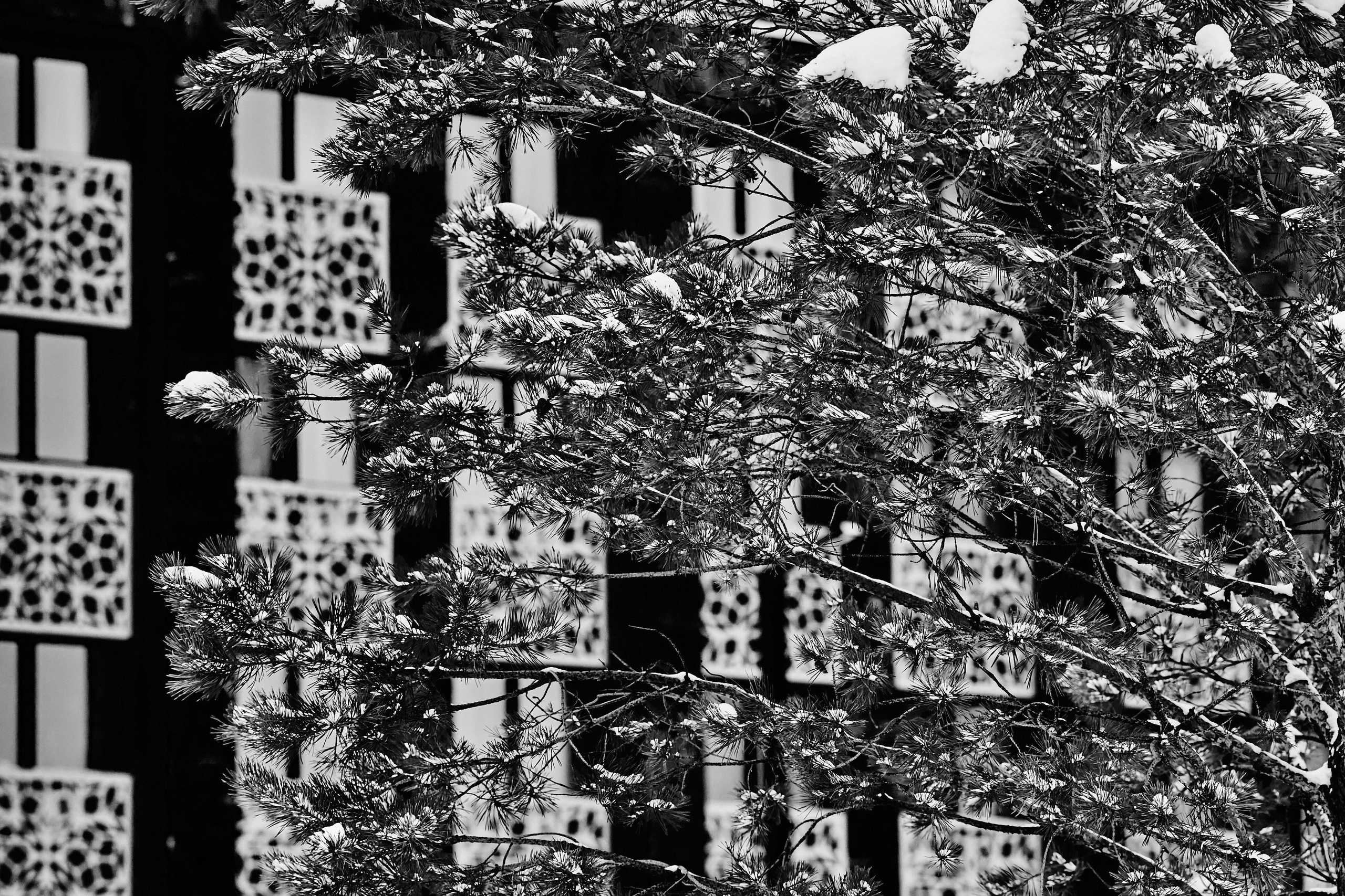 Архитектурное фото ч/б с заснеженными деревьями на первом плане и балкончиками на заднем плане