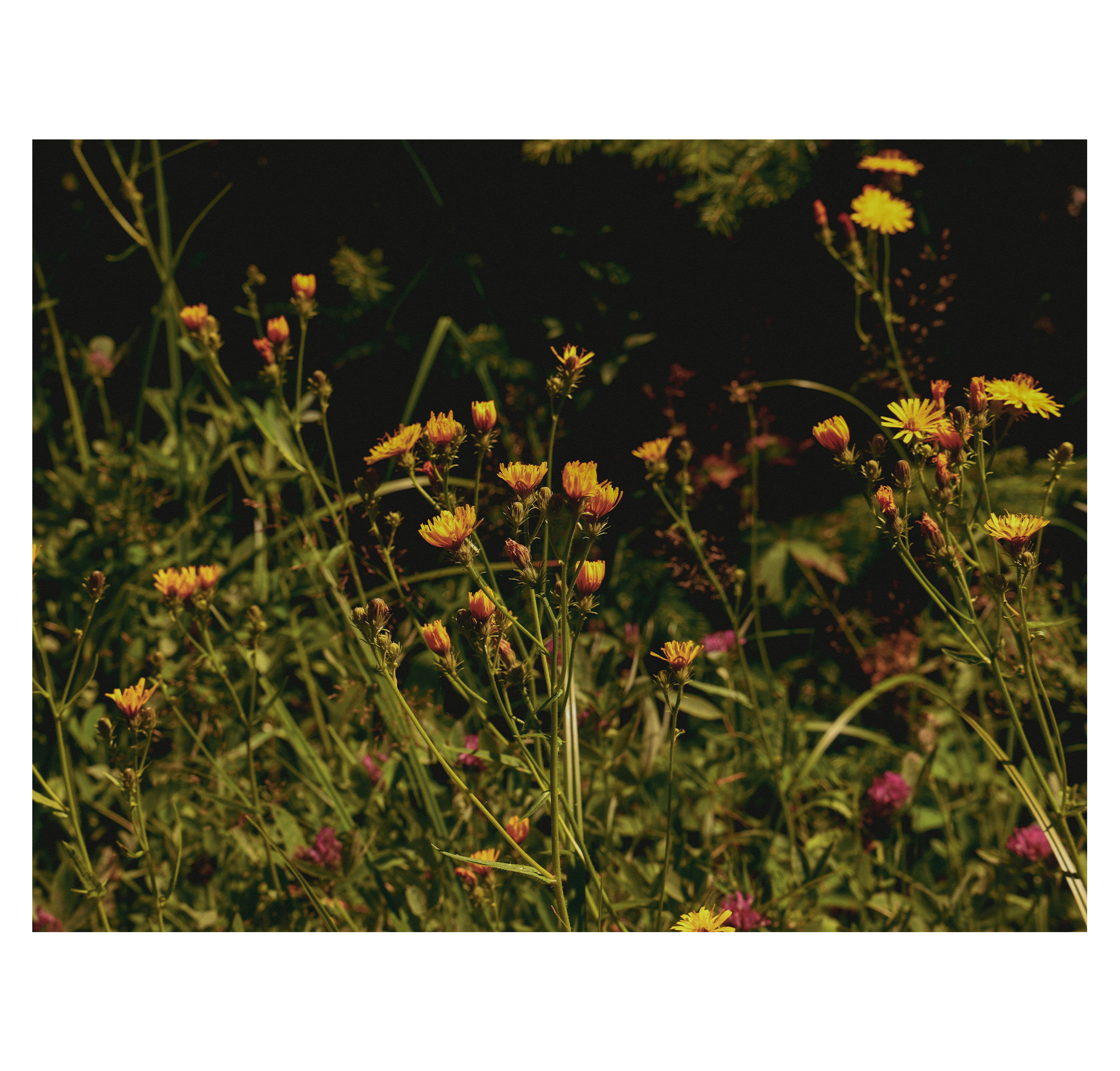 Summer hike. Фотограф/дизайнер в Екатеринбурге Хитрый Дмитрий