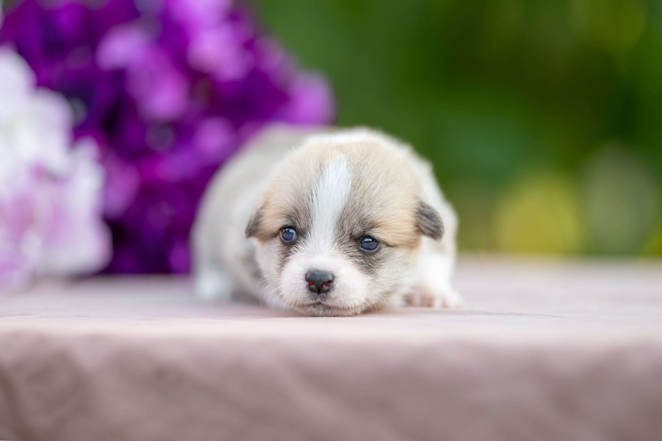 Малыши коржики. Ирина Голомб|Фотограф-анималист в  Сочи и Калининграде
