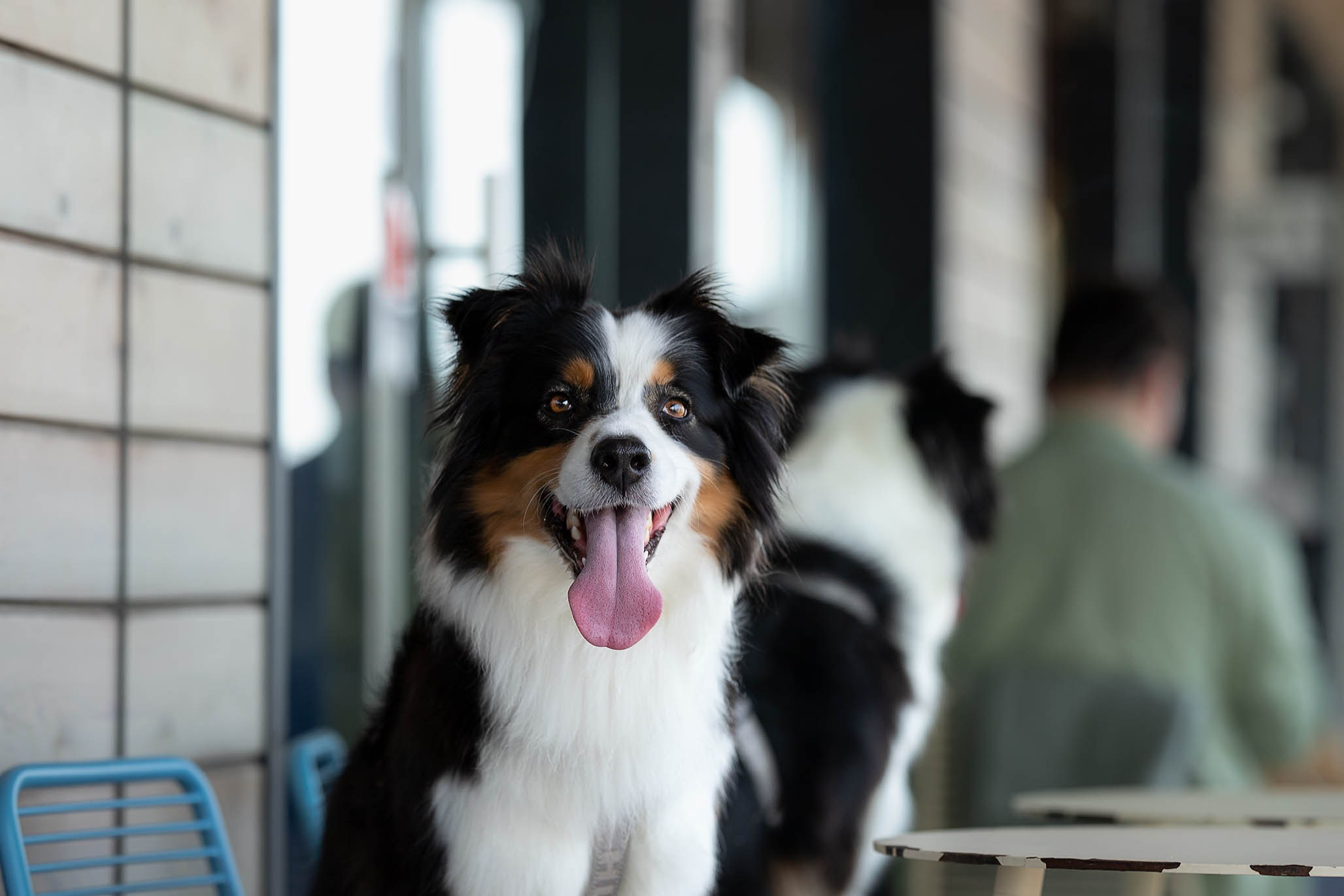 Гретта, Австралийская Овчарка. Ирина Голомб|Фотограф-анималист в  Сочи и Калининграде