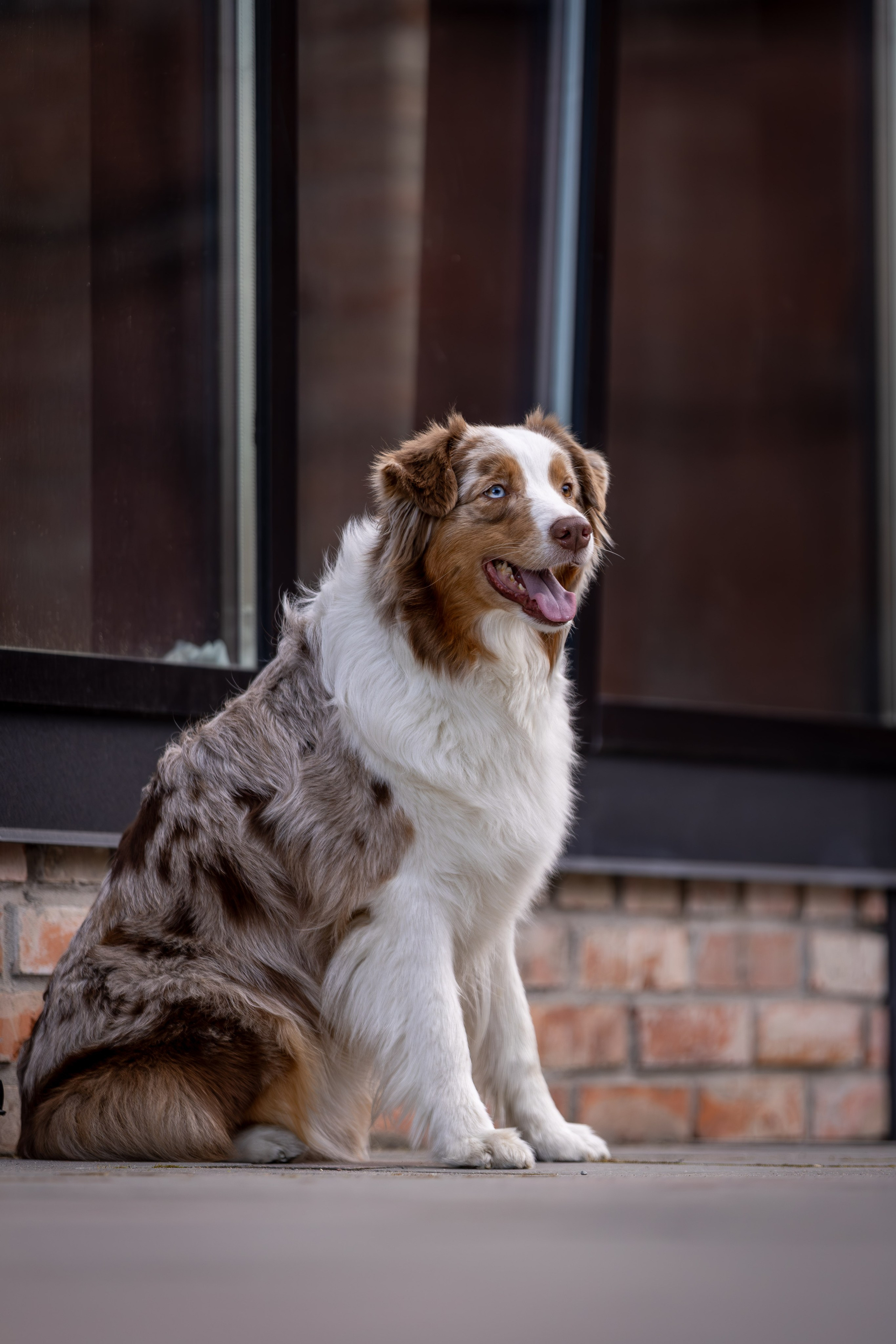 Полли, Австралийская Овчарка. Ирина Голомб|Фотограф-анималист в  Сочи и Калининграде