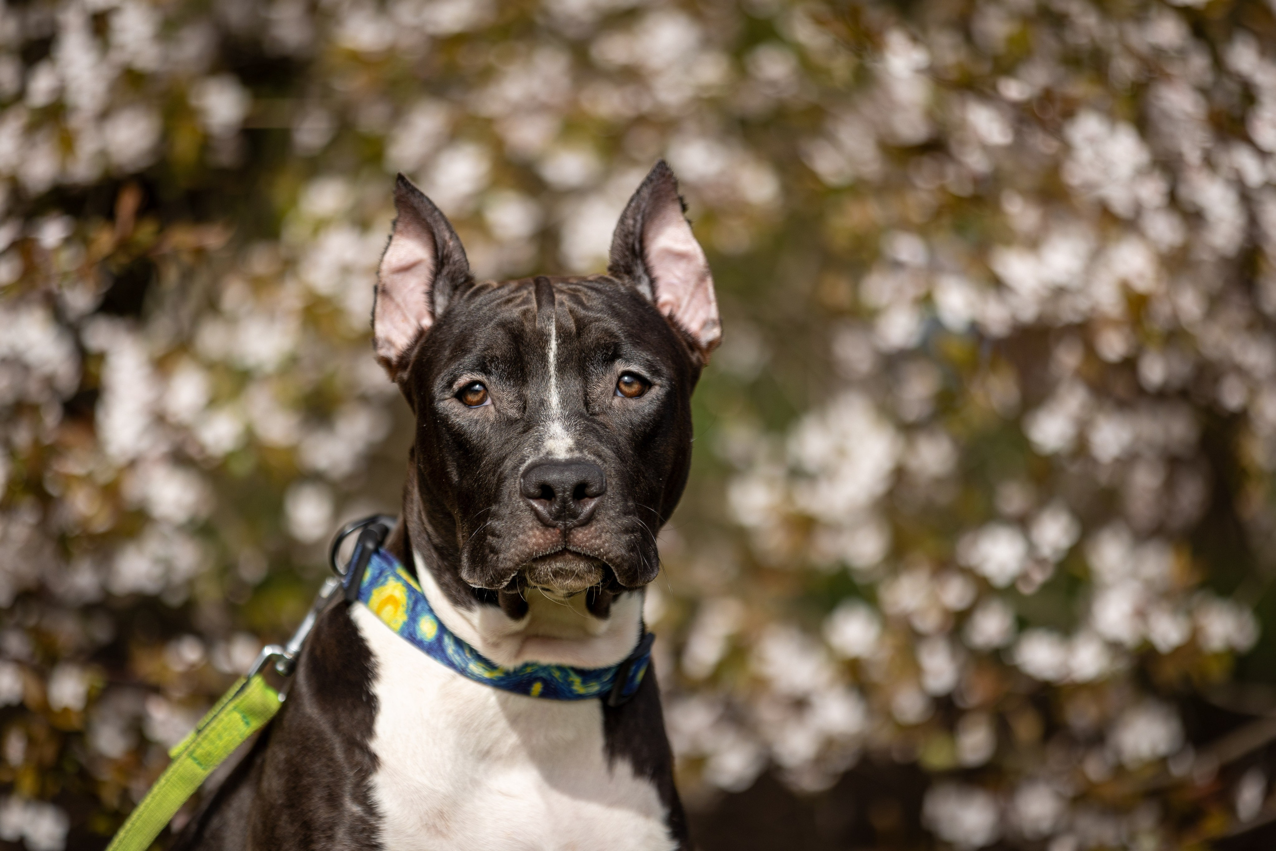 Афина и Мора, Стаффорды. Ирина Голомб|Фотограф-анималист в  Сочи и Калининграде