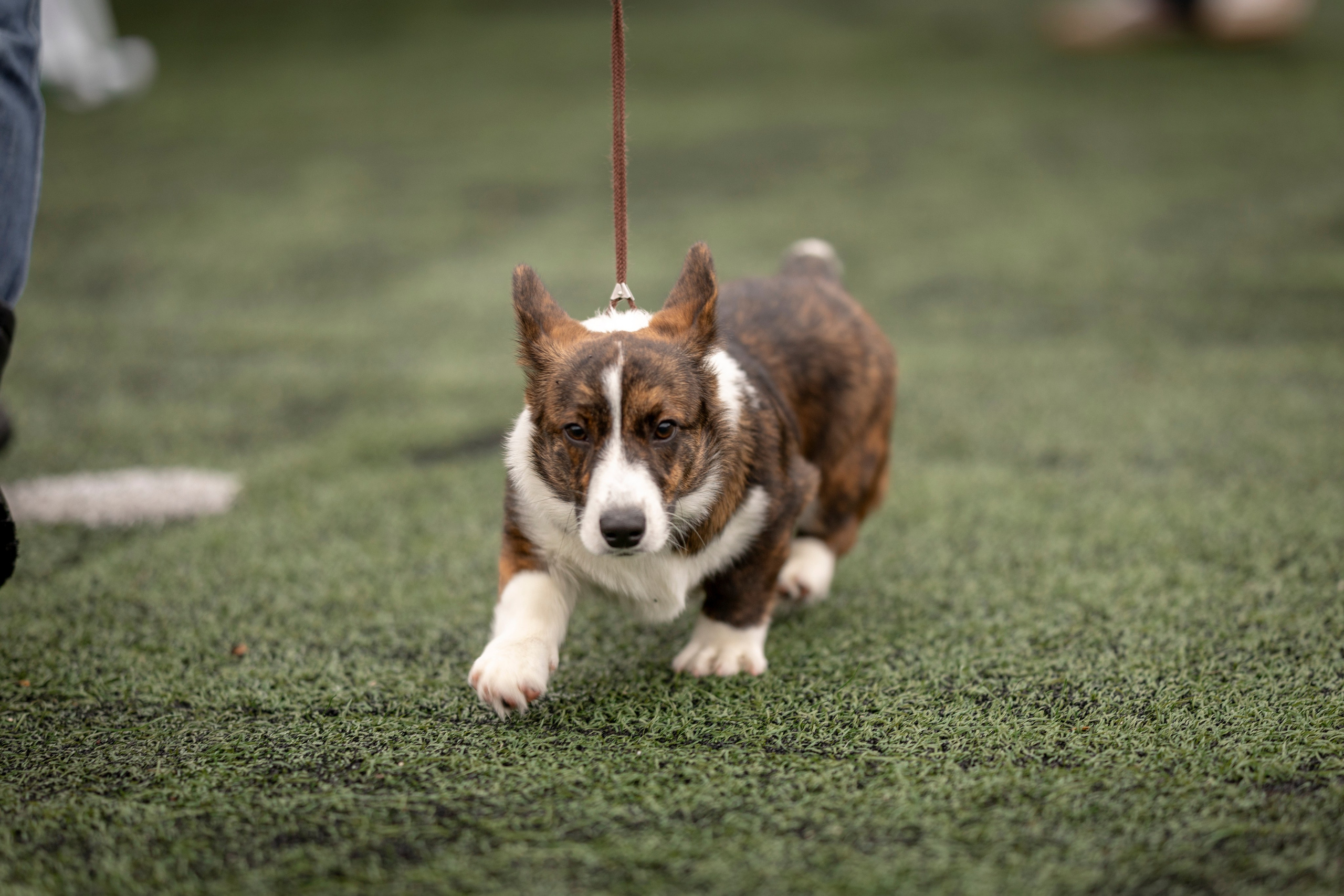 Выставка 17.12.23. Ирина Голомб|Фотограф-анималист в  Сочи и Калининграде