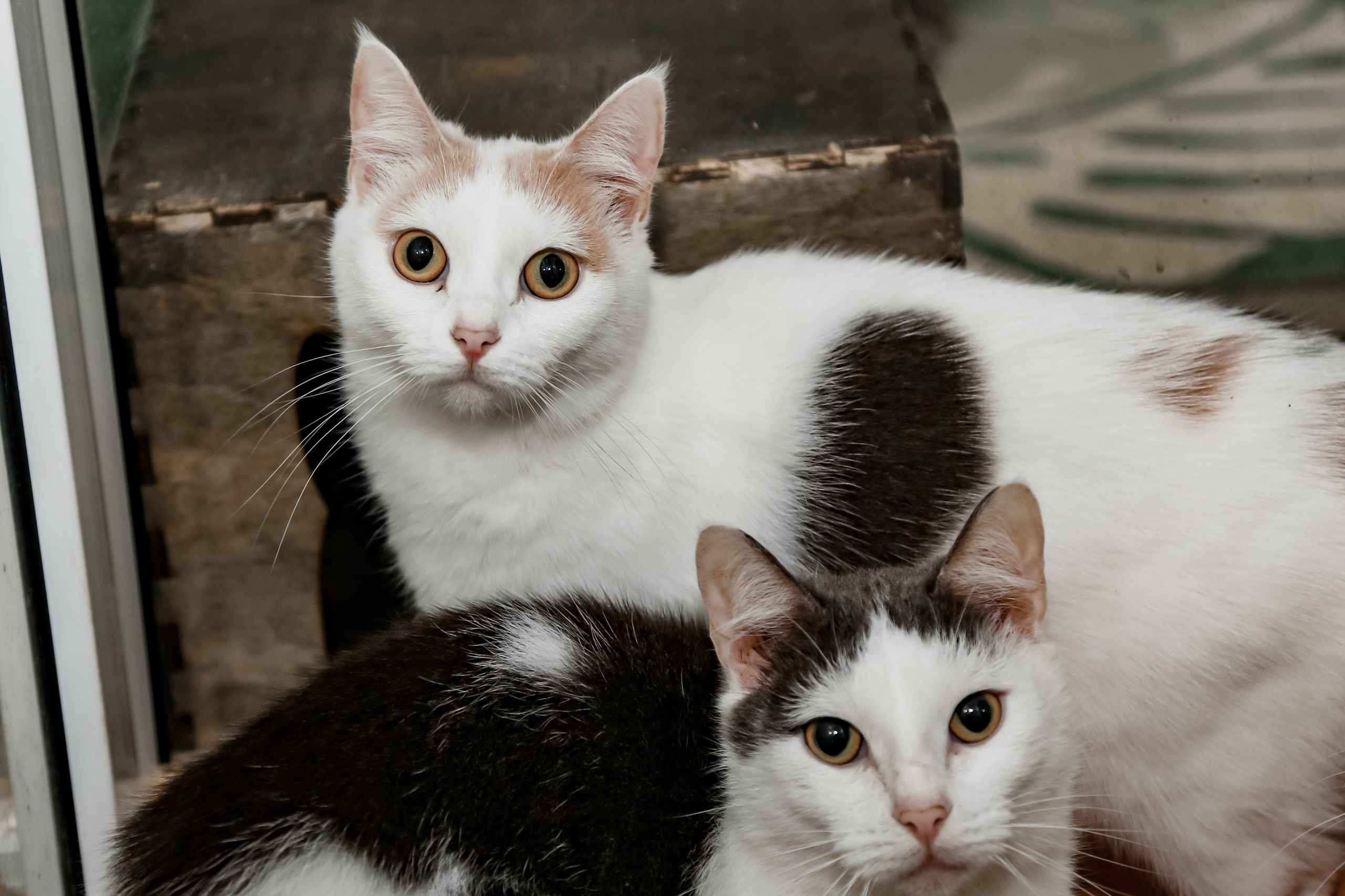 Приют Кошкин Дом Филимоша. Ваш фотограф в Оренбурге Рощупкина Екатерина