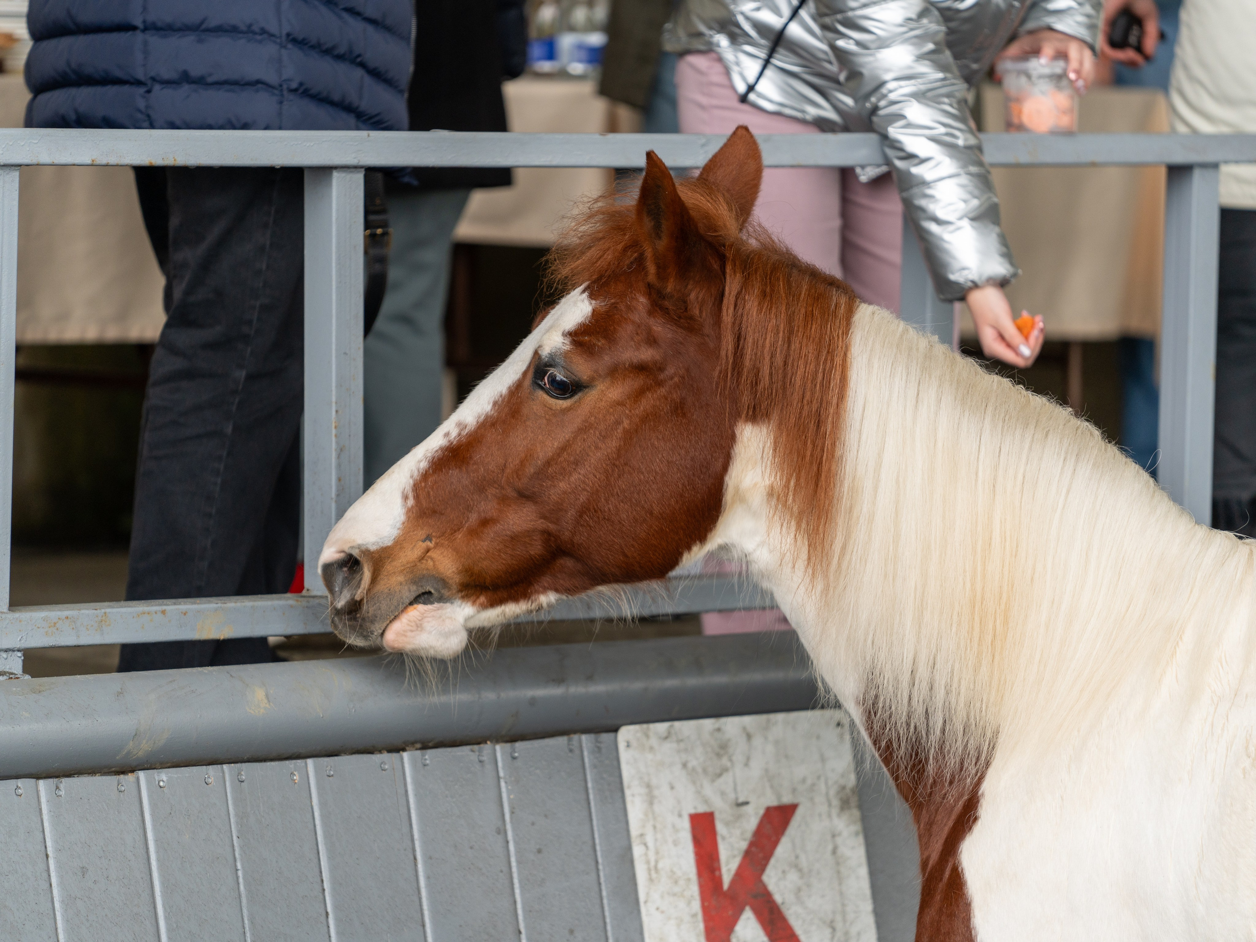 MICE мероприятие на ферме Экзархо. Репортажный фотограф в Красной Поляне и Сочи Павлюченко Екатерина