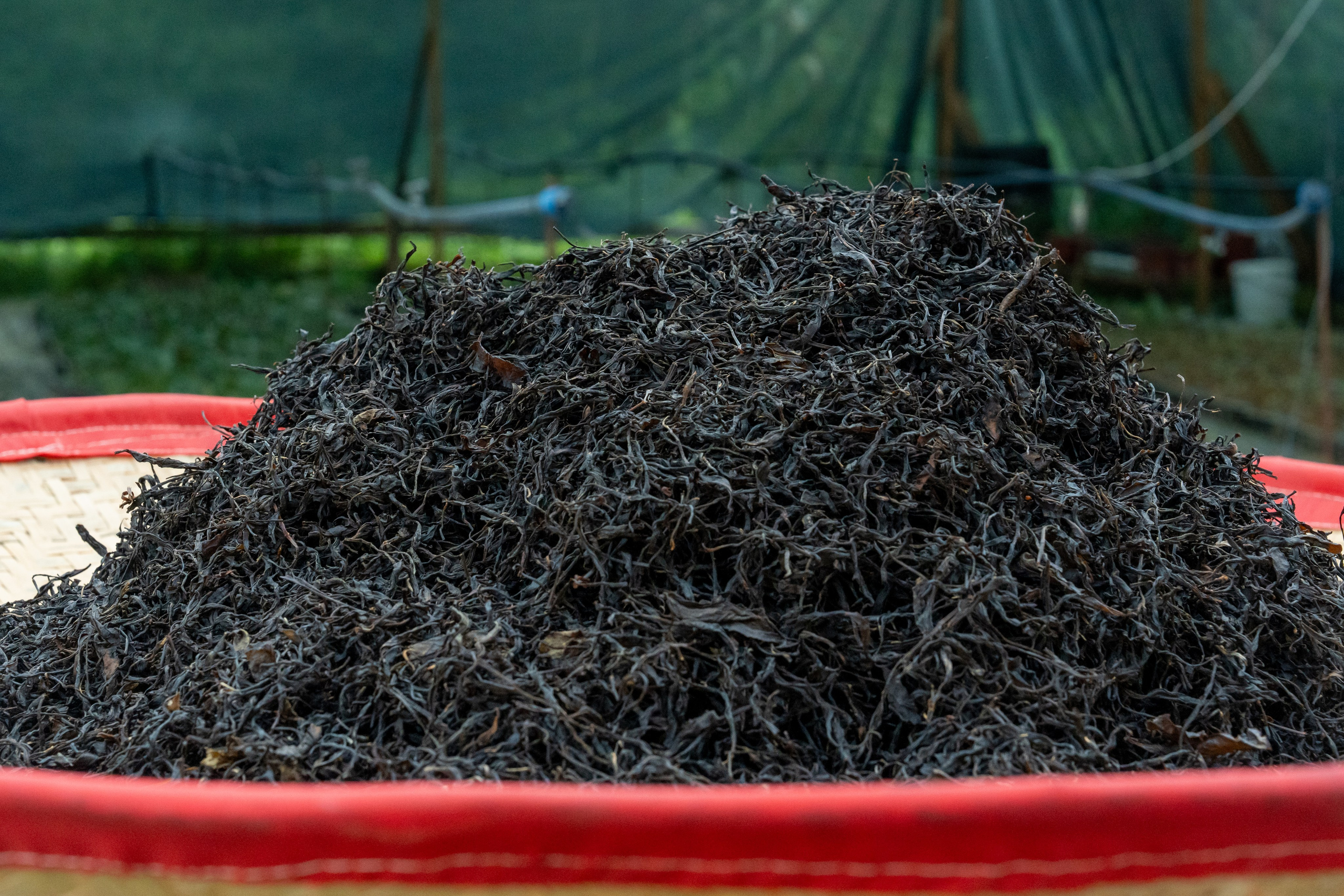 Яндекс.Еда — Сочинский чай. Репортажный фотограф в Красной Поляне и Сочи Павлюченко Екатерина
