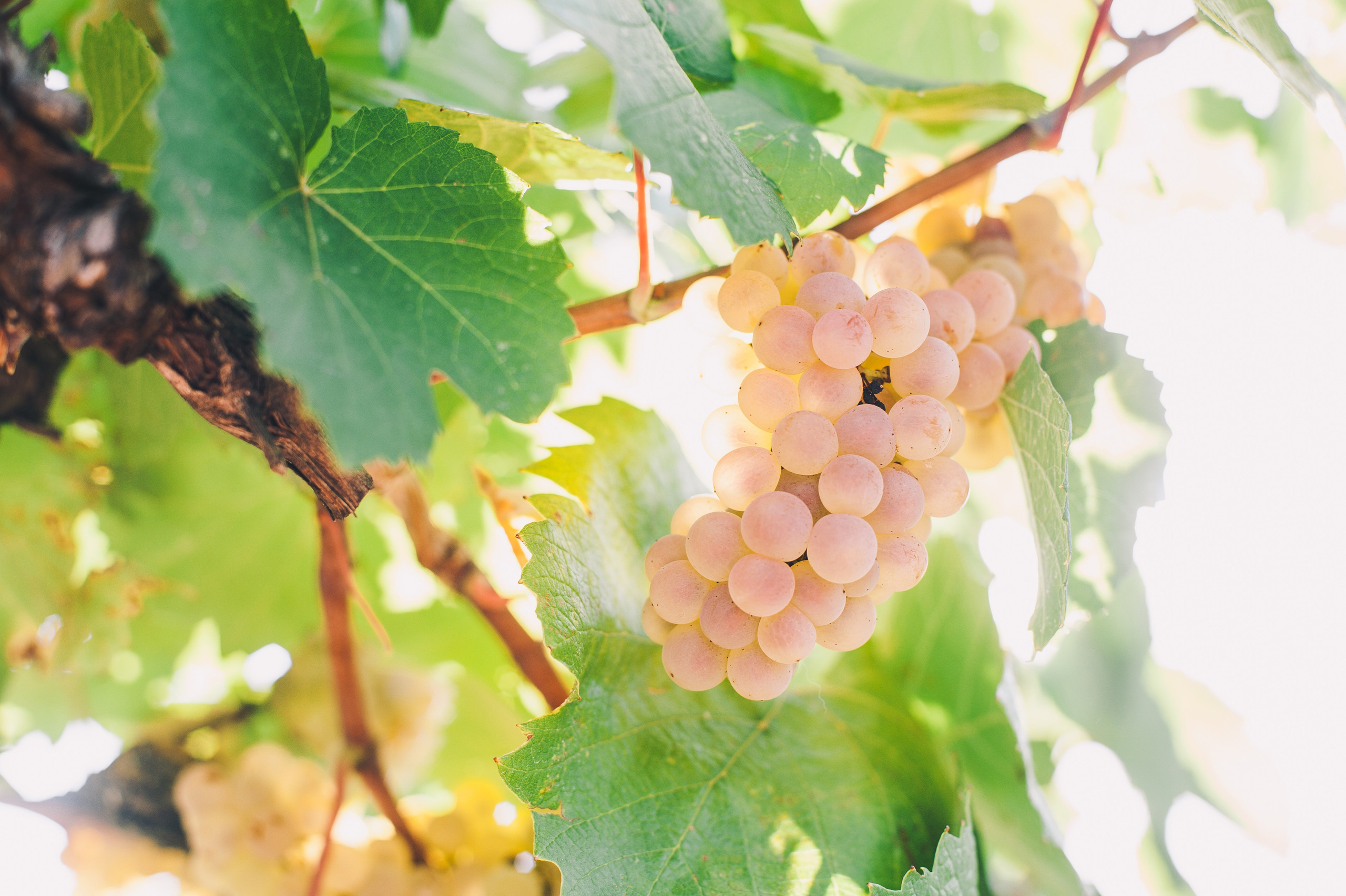 COMMERCIAL. Анна Ульянова