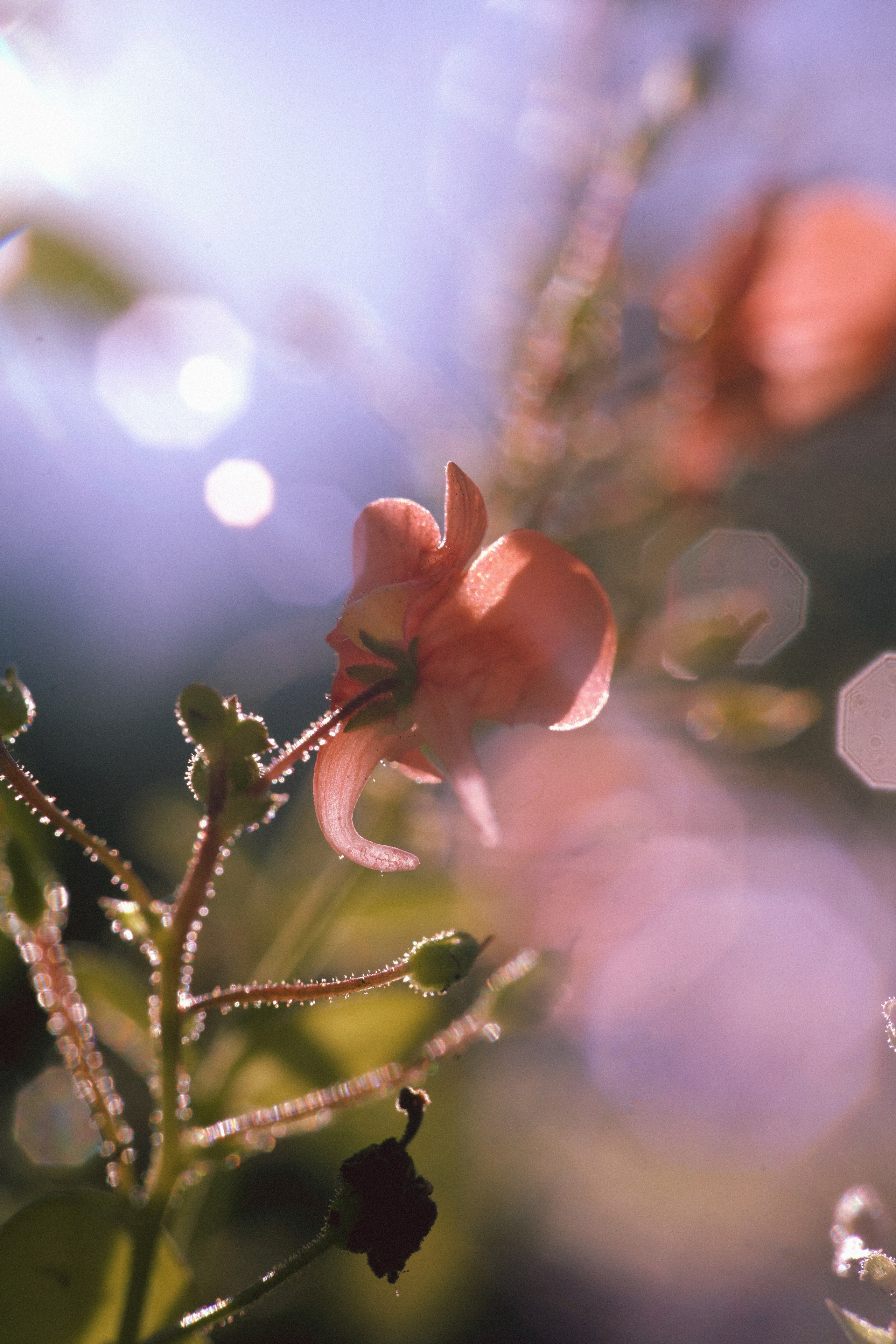 Flower song. Юля Ф