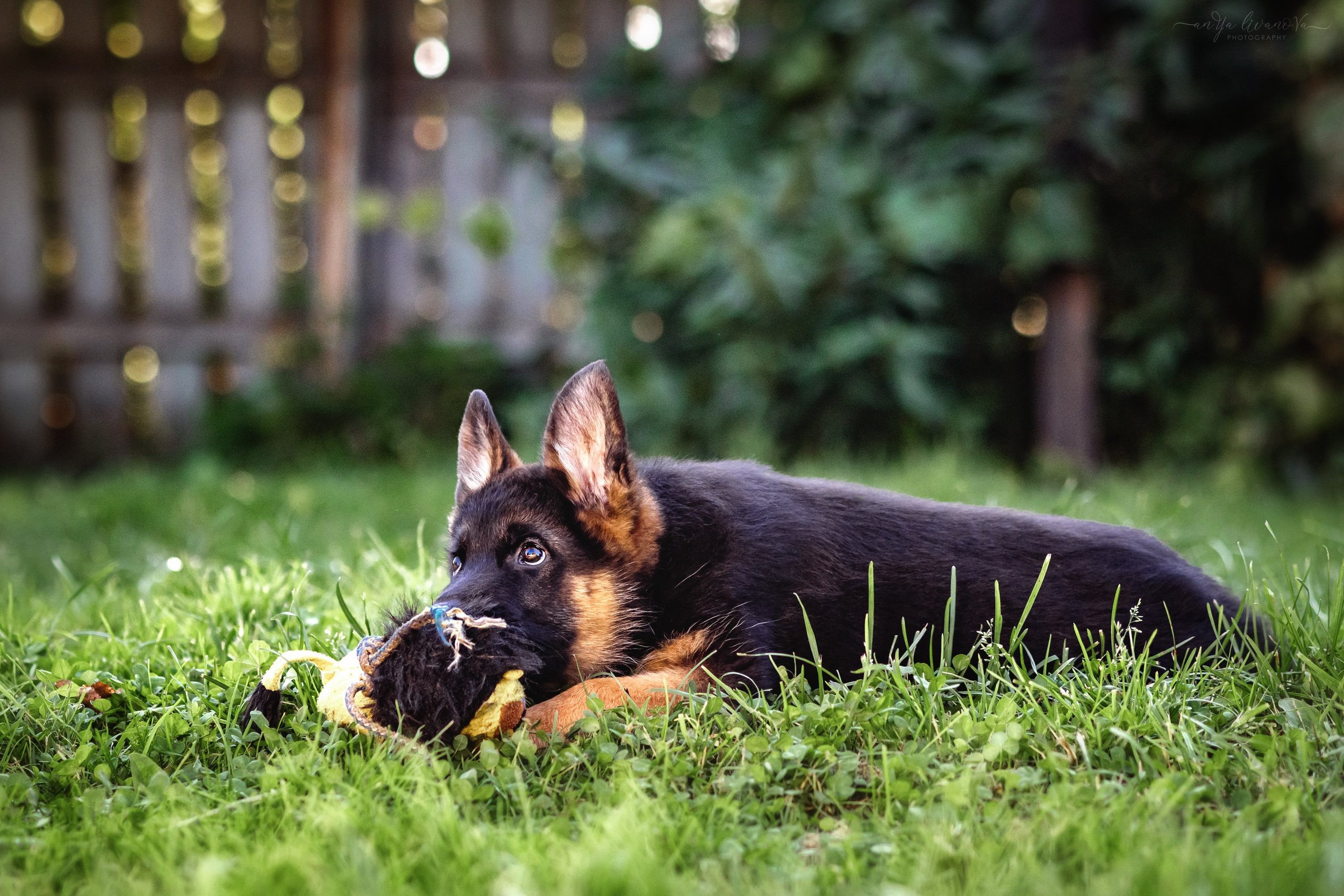 Овчарята. Фотограф анималист Аня Ливанова | Рыбинск