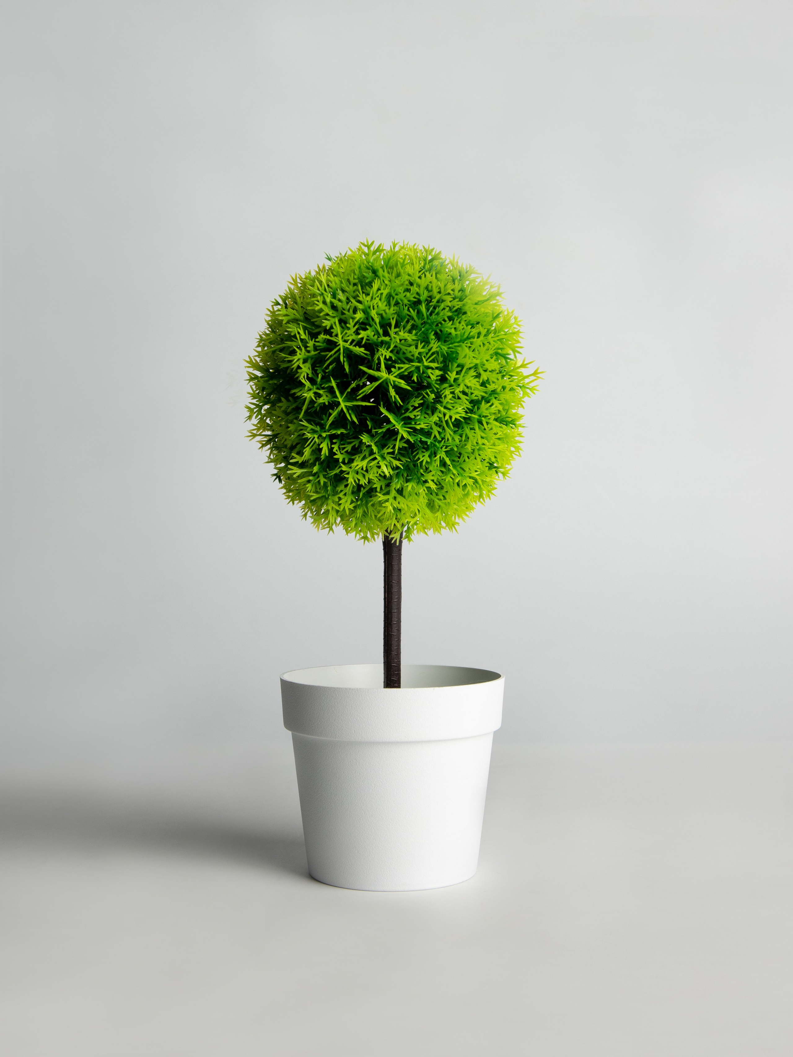 Декоративные деревья. Коммерческий фотограф в Санкт-Петербурге (СПб) Екатерина Панчёха, Панчёшка