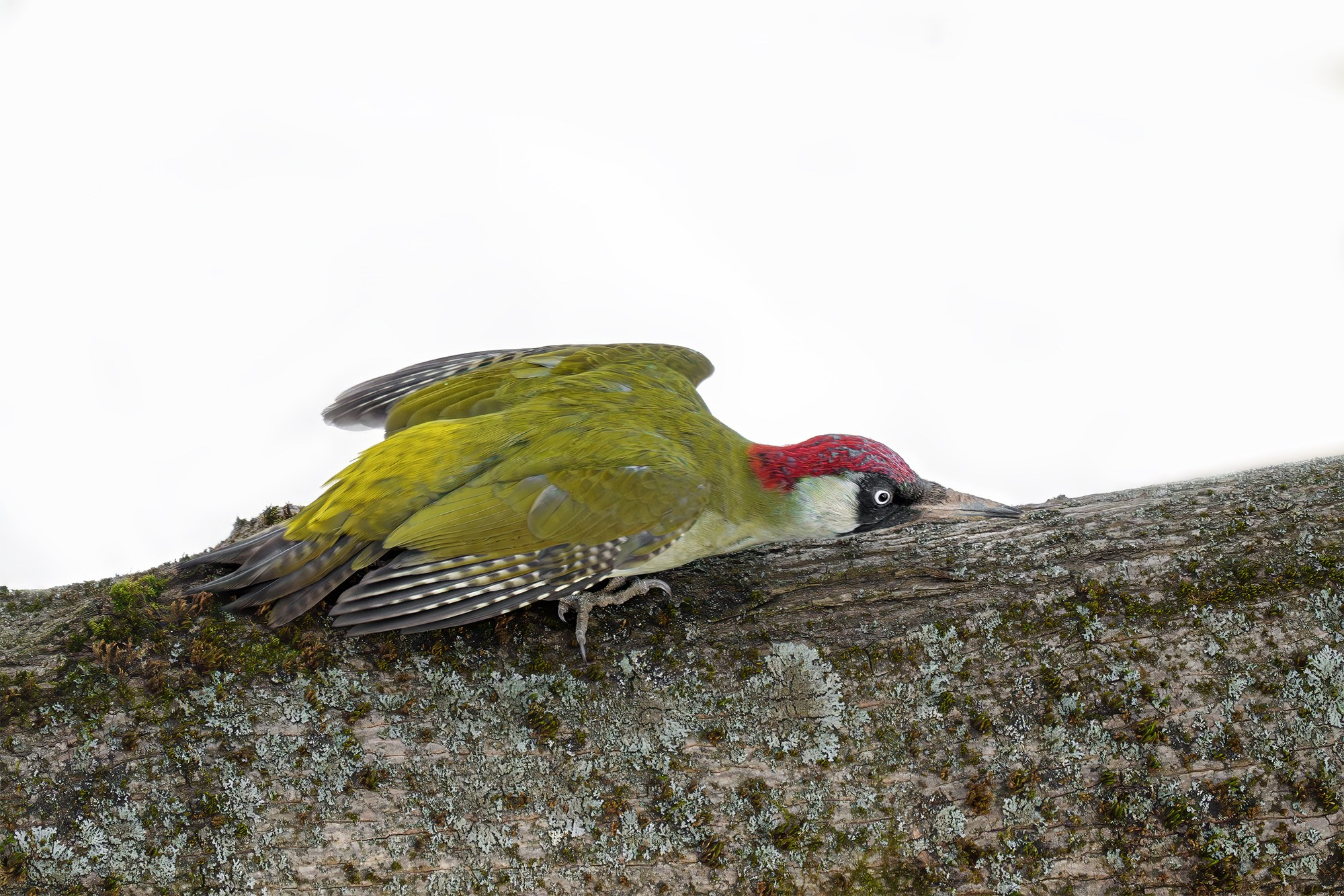 Удивительные мир птиц. Вокруг нас столько прекрасного — присмотритесь!. Ваш личный фотограф Марина Волкова