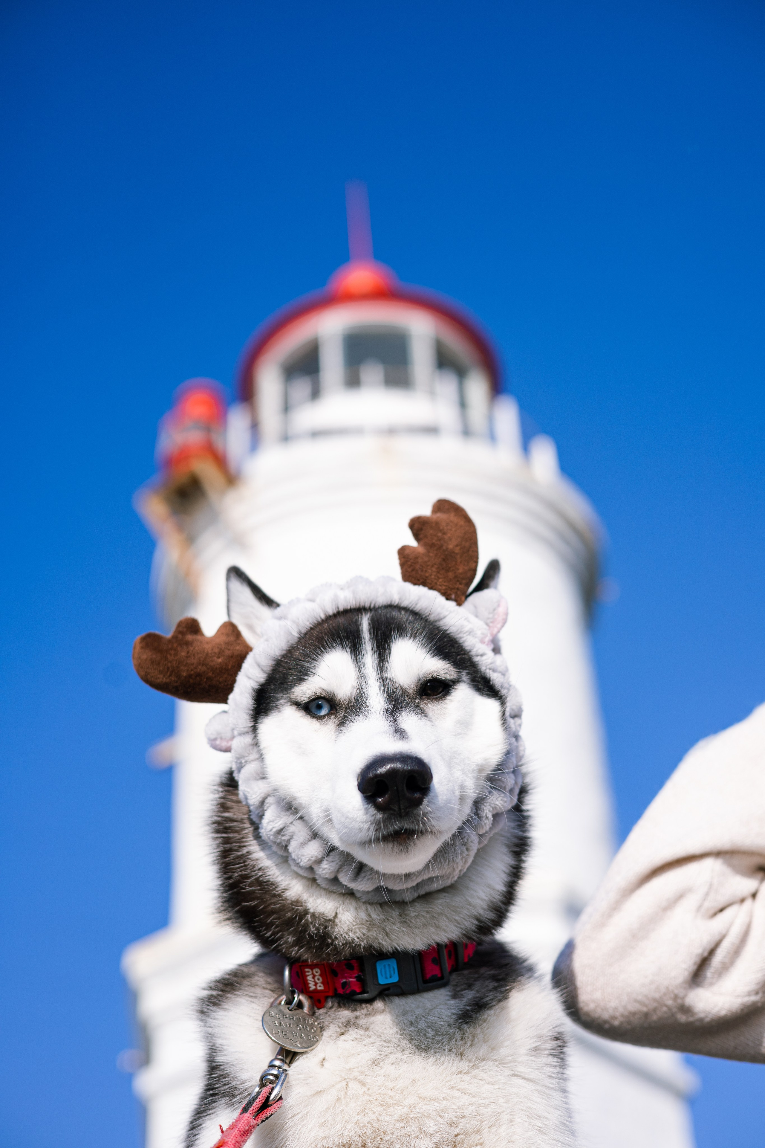 Галина и Хелла. Фотограф — анималист Владивосток, Алина