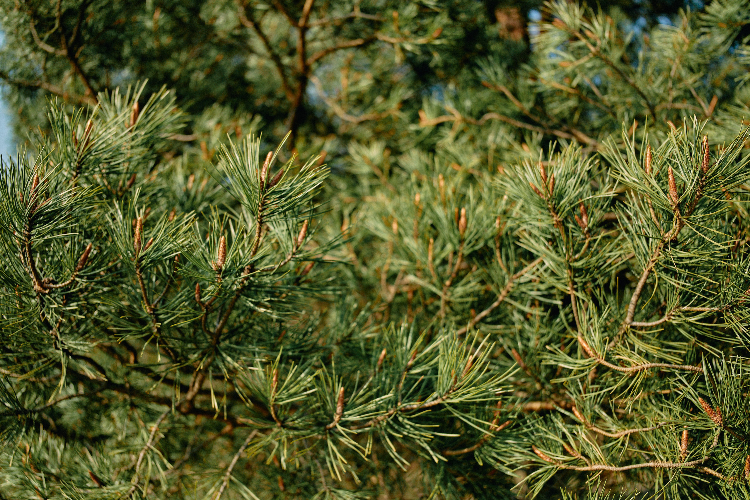 Бутик-отель Поле летом. Профессиональный Фотограф во Владимире, в Москве и в Суздале — Полина Романычева
