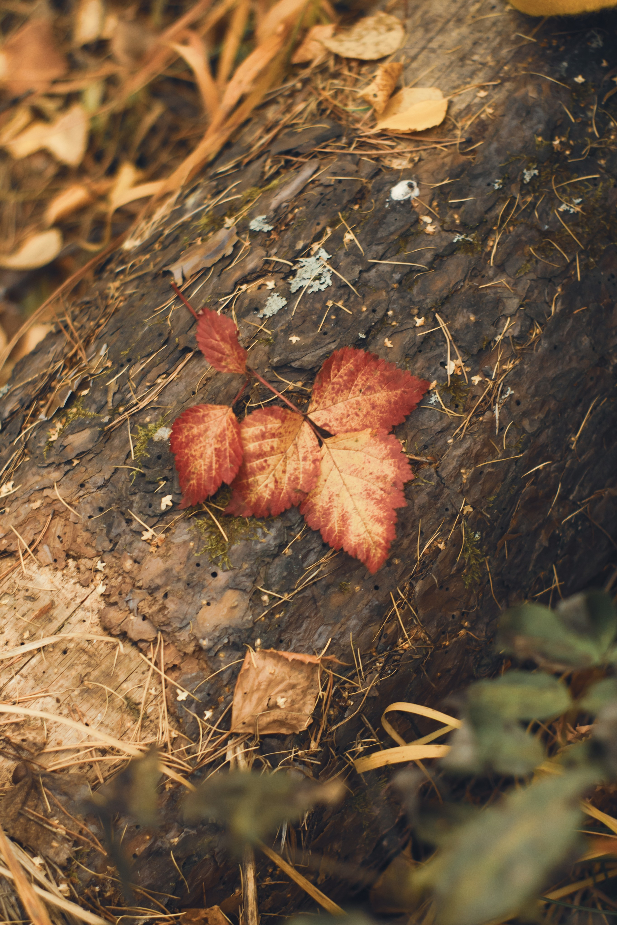 Chinese wall. Свадебный и семейный фотограф в Красноярске Леонид Максимов