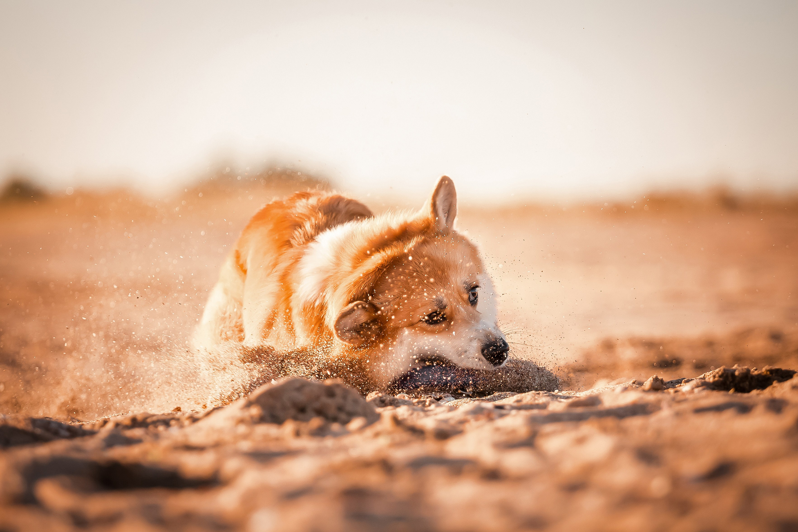 Экстерьерная съёмка Краснодар. Фотограф-анималист в Краснодаре Маша Мельникова
