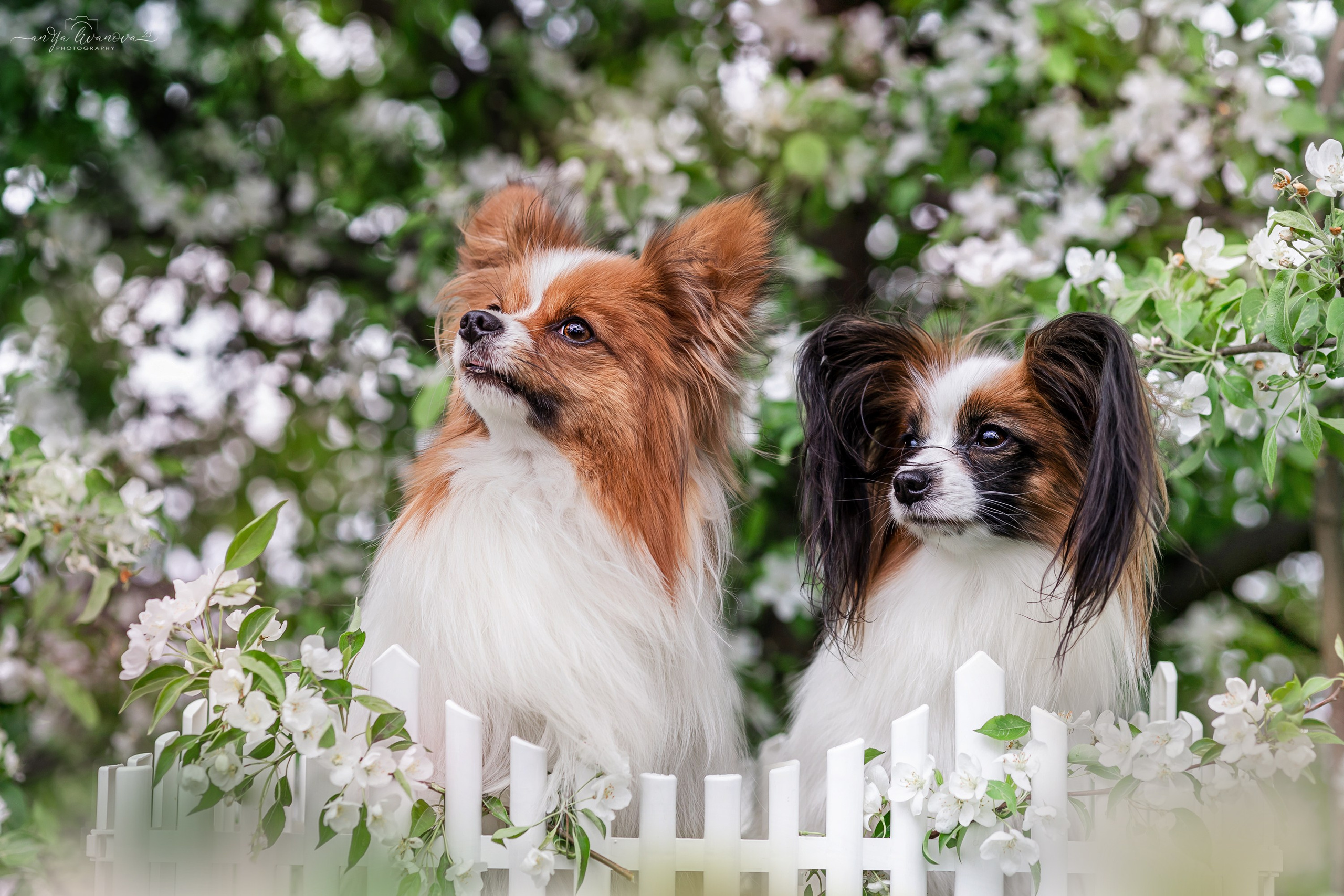 Яблони. Фотограф анималист Аня Ливанова | Рыбинск