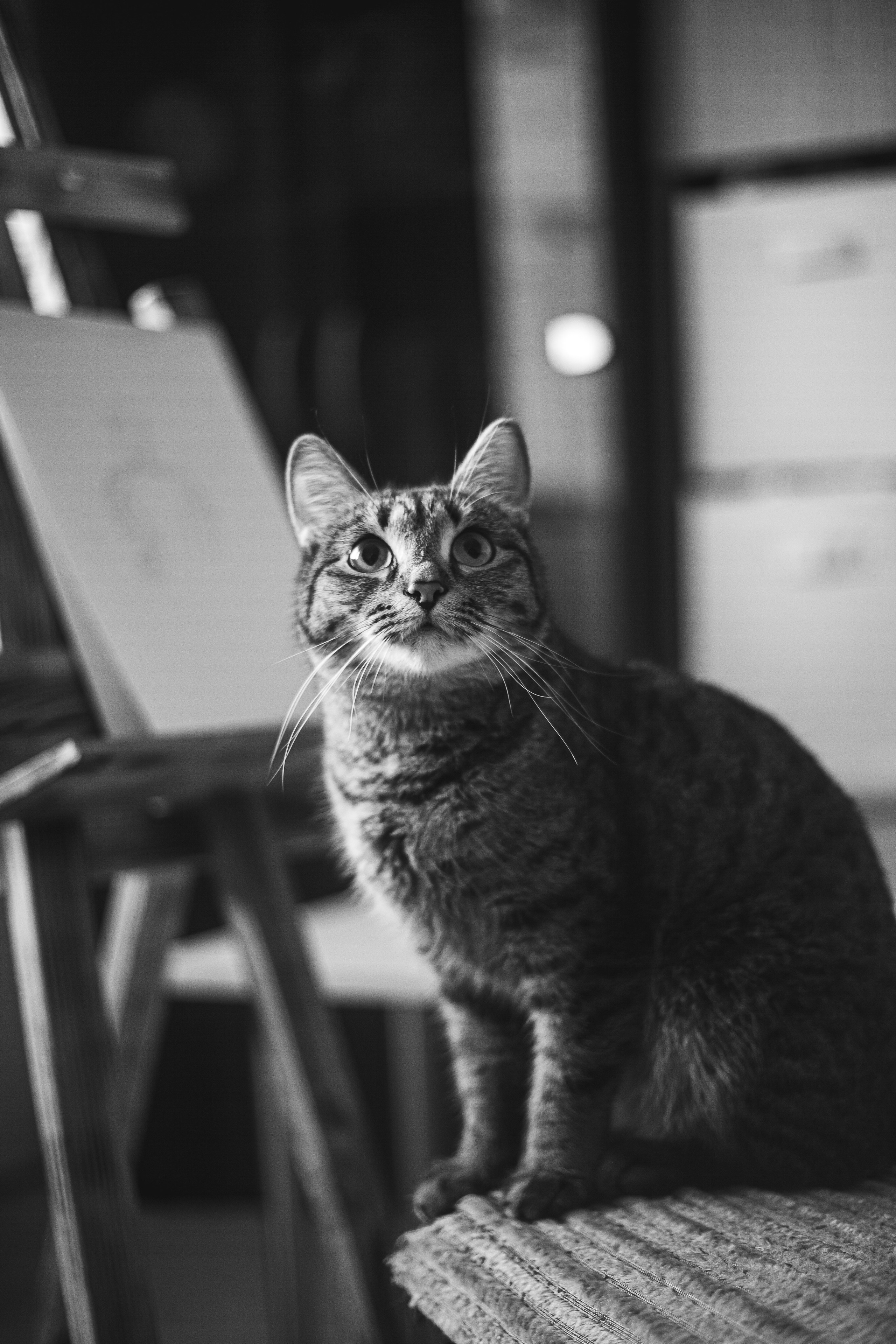 Жан и Катя. Свадебный и портретный фотограф в Красноярске Алина Семенихина