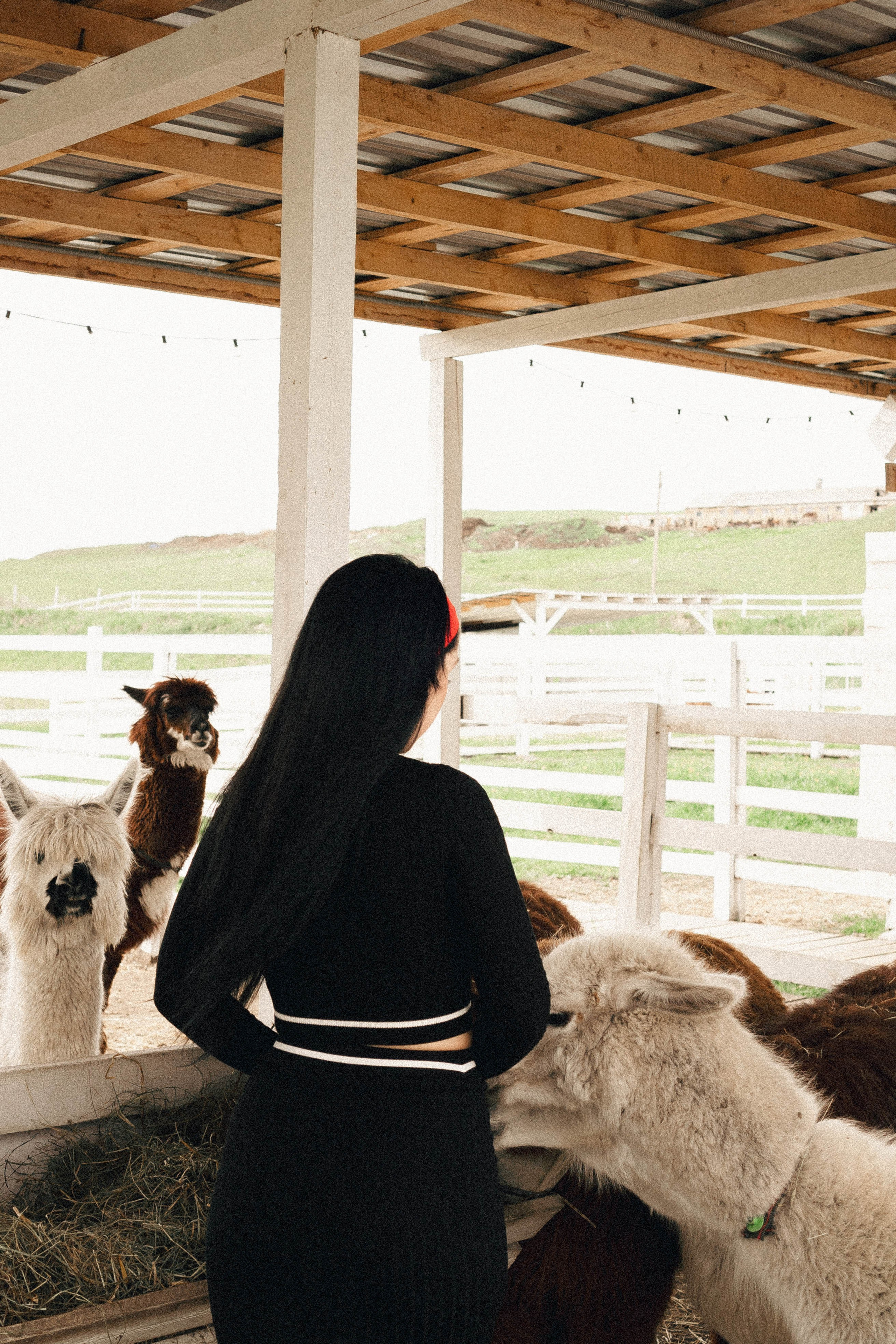Ферма Альпак. Профессиональный фотограф, Санкт-Петербург — Виктория Богомолова