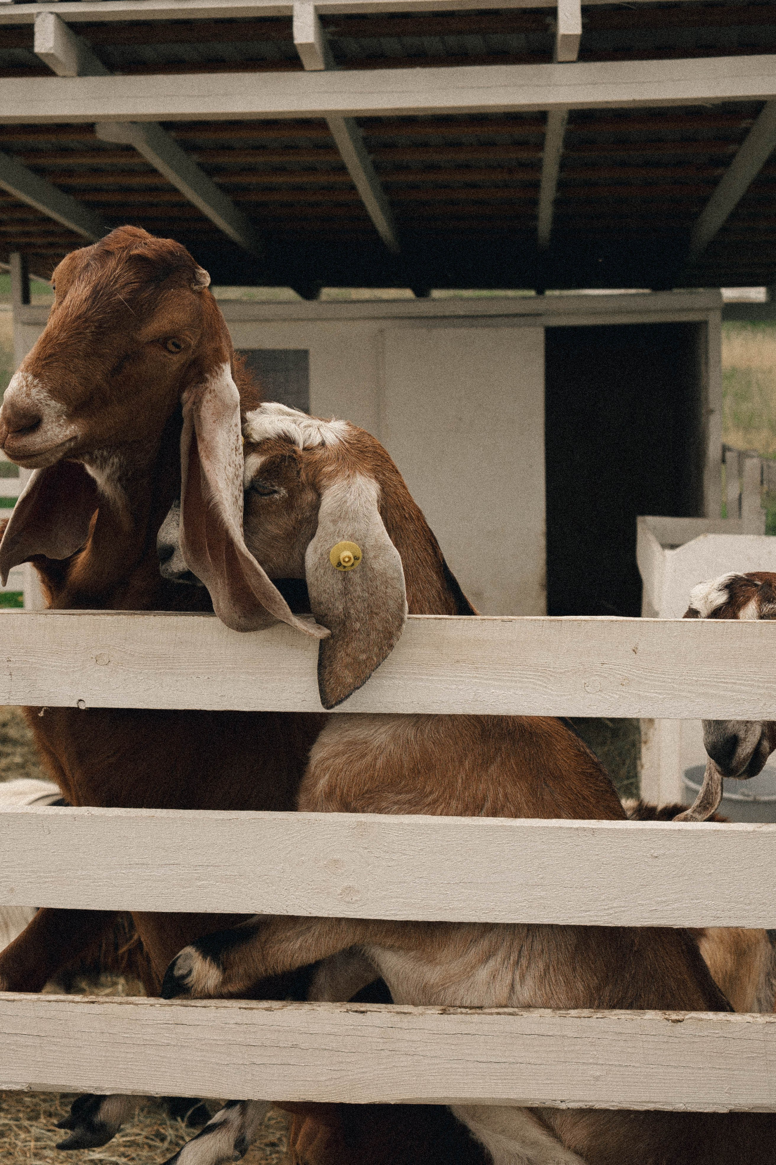 Ферма Альпак. Профессиональный фотограф, Санкт-Петербург — Виктория Богомолова