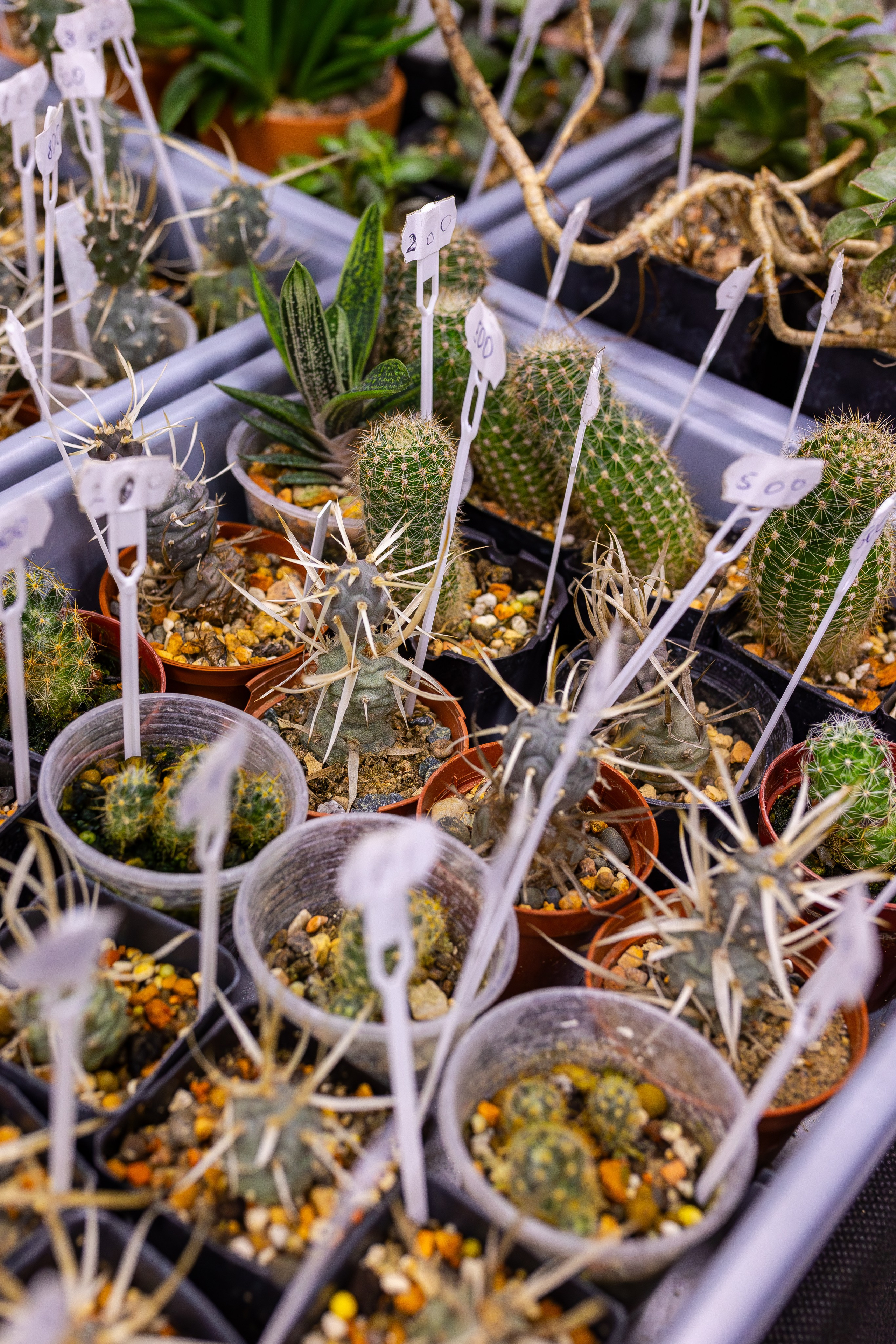 Орхидиум сентябрь 2025. Александра Куликова фотограф, Москва