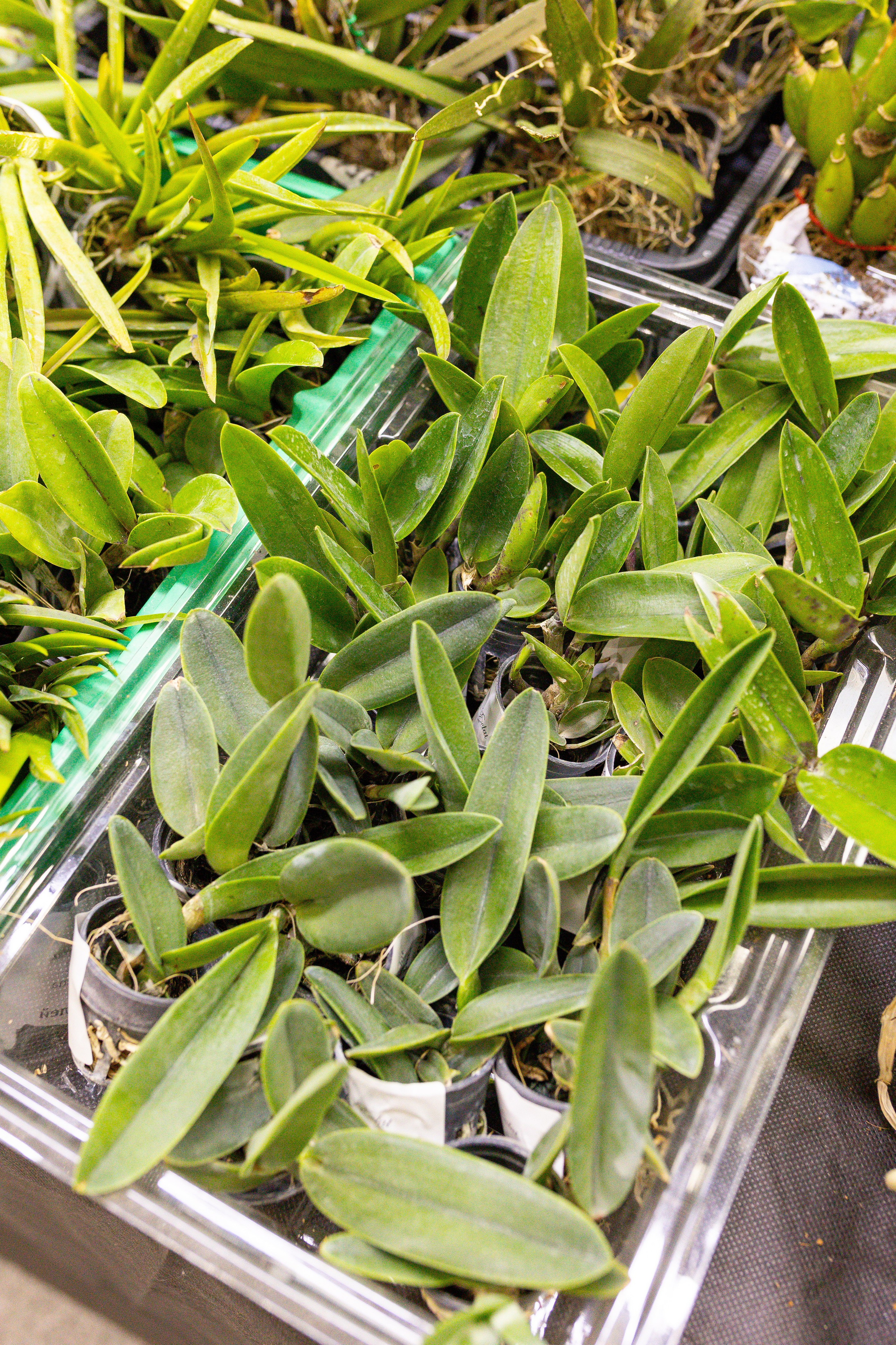 Орхидиум сентябрь 2025. Александра Куликова фотограф, Москва