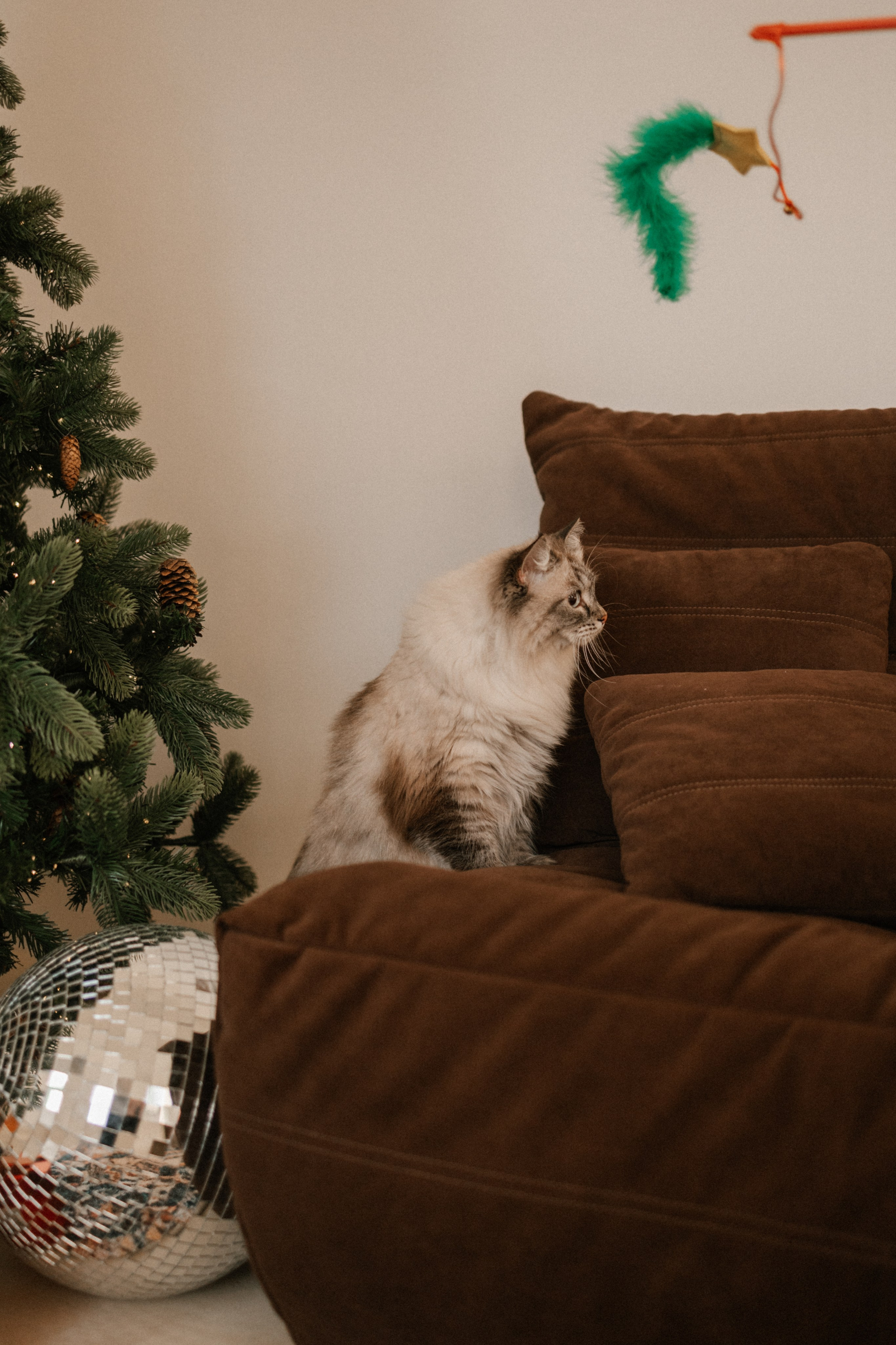 Камилла и ее девочки. Фотограф — Анималист | Санкт-Петербург