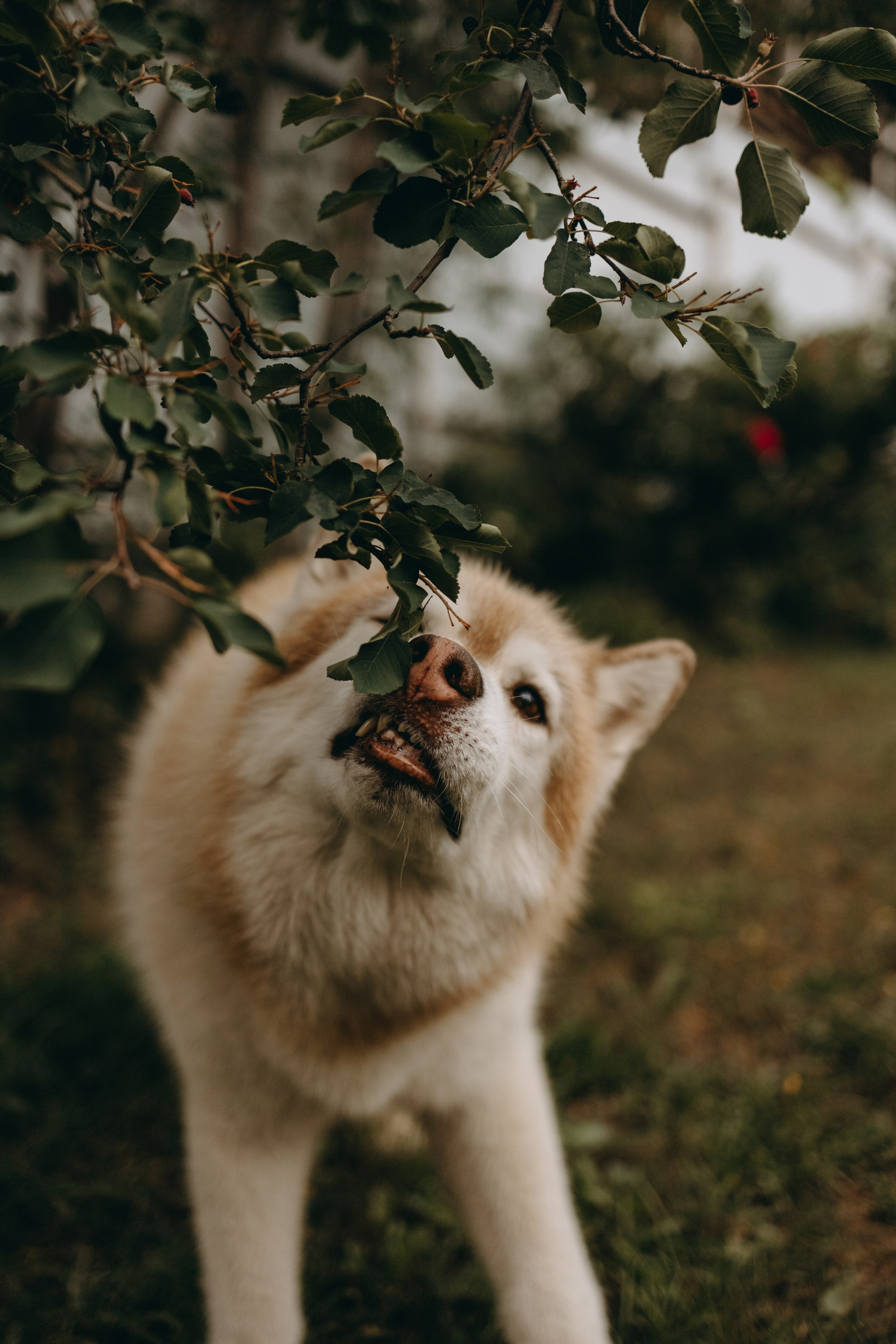 Дом у реки. Фотограф — Анималист | Санкт-Петербург