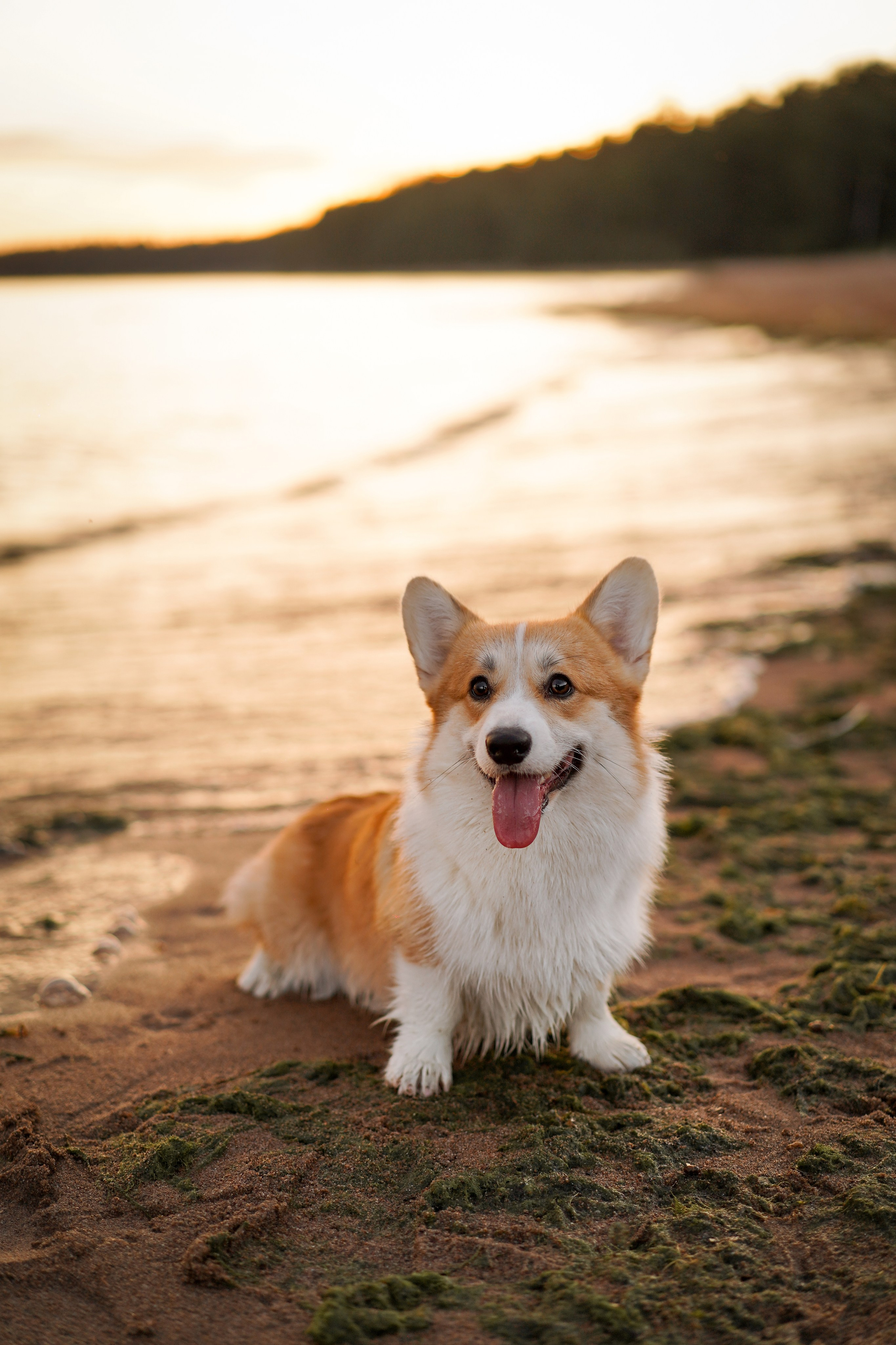 Катя Алиса и коржики. Фотограф-анималист в Санкт-Петербурге Яна Мартынова