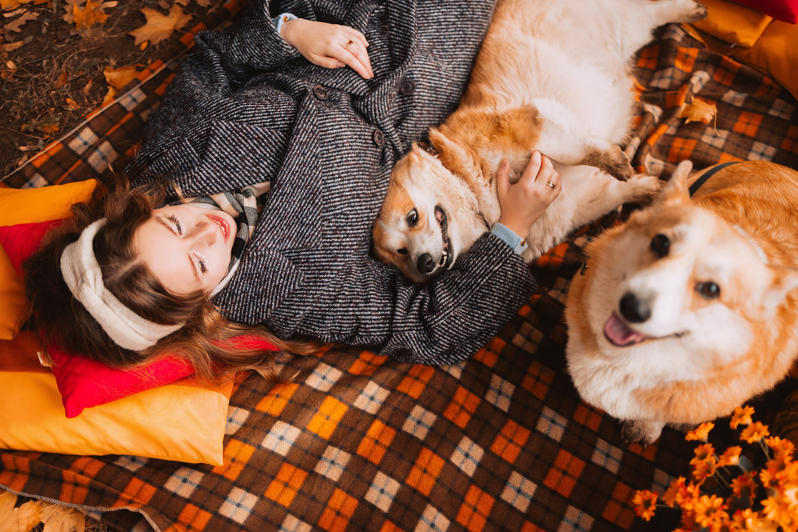 Золотая осень с корги. Свадебный и семейный фотограф в Рязани Датская Ксения