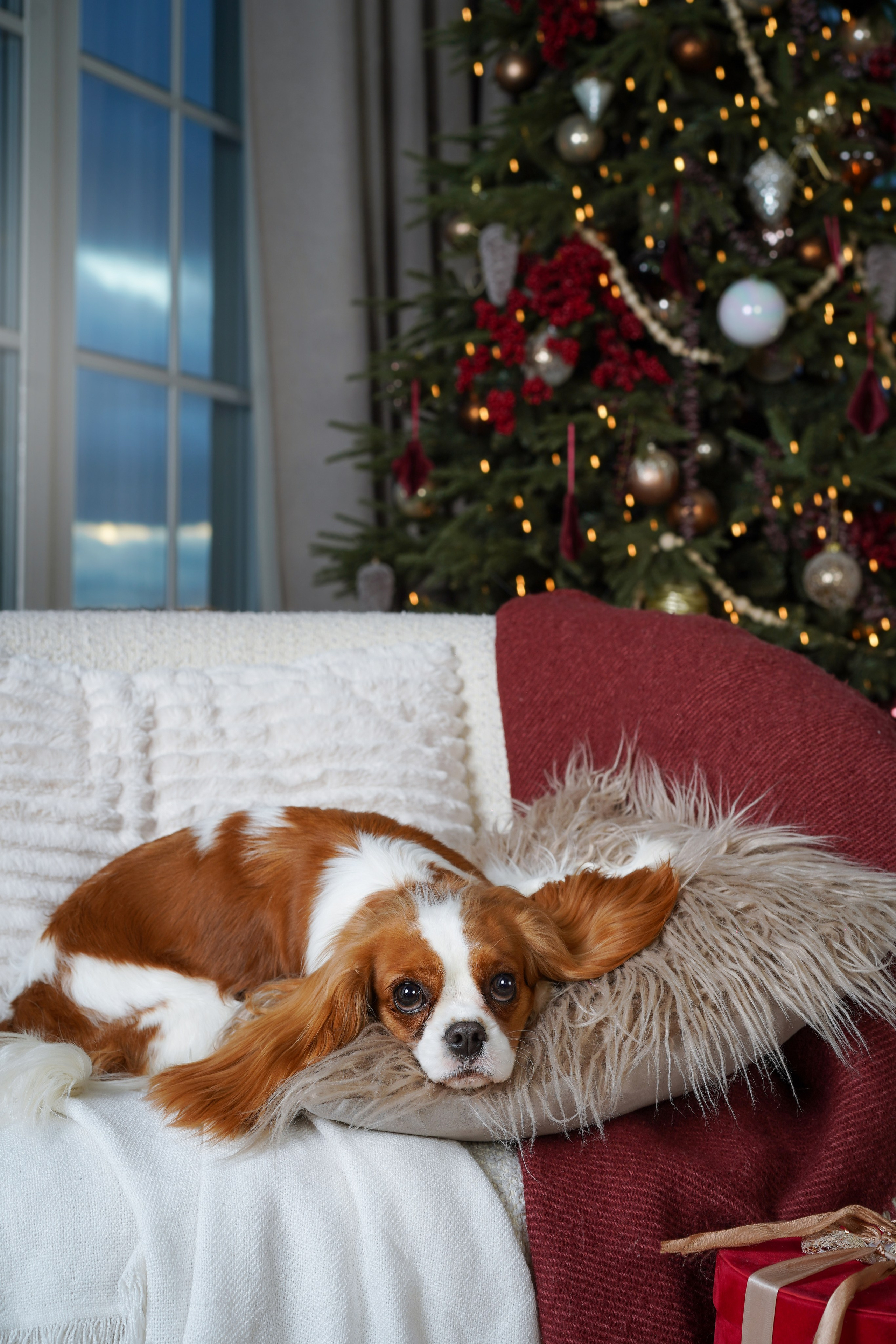 Катя и кавалерчики. Фотограф-анималист в Санкт-Петербурге Яна Мартынова