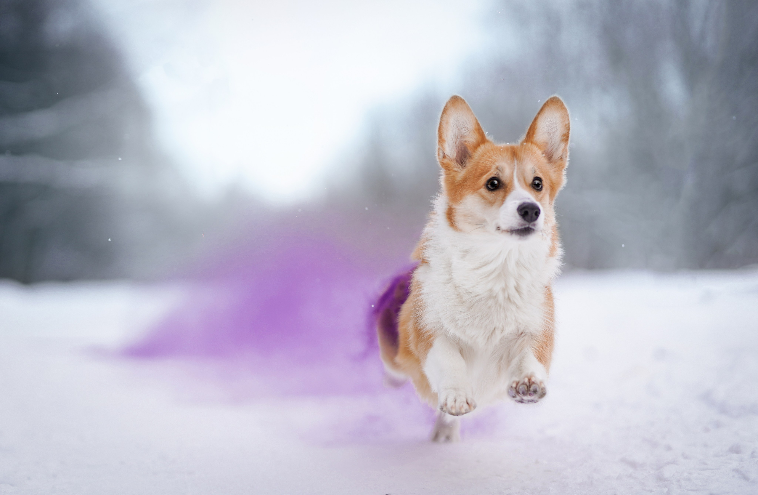 Кристина и Лаки. Фотограф-анималист в Санкт-Петербурге Яна Мартынова