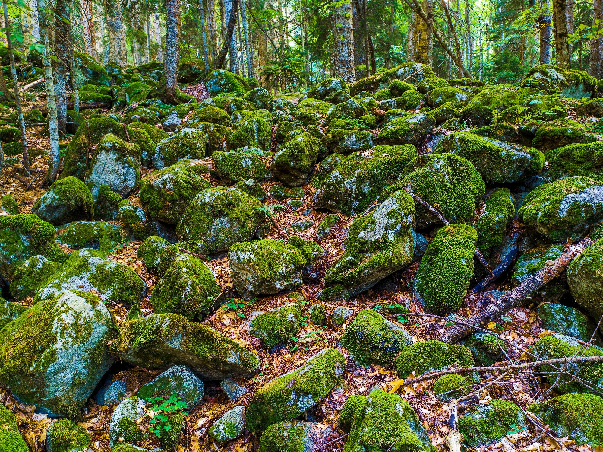 Свадебный фотограф в Геленджике