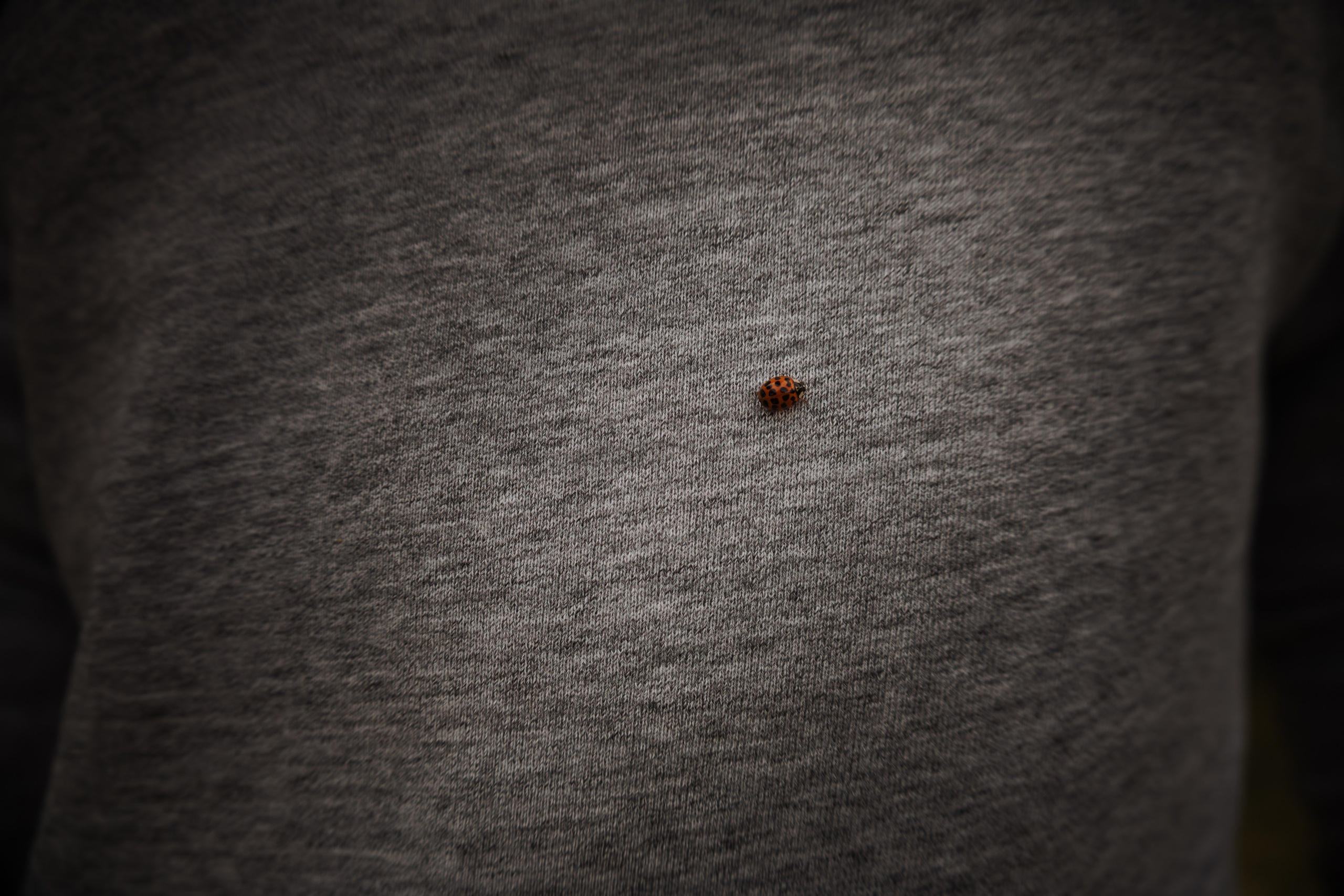 Фотосессия для пары в Коломенском. Фотограф-анималист в Москве Екатерина Тихонова