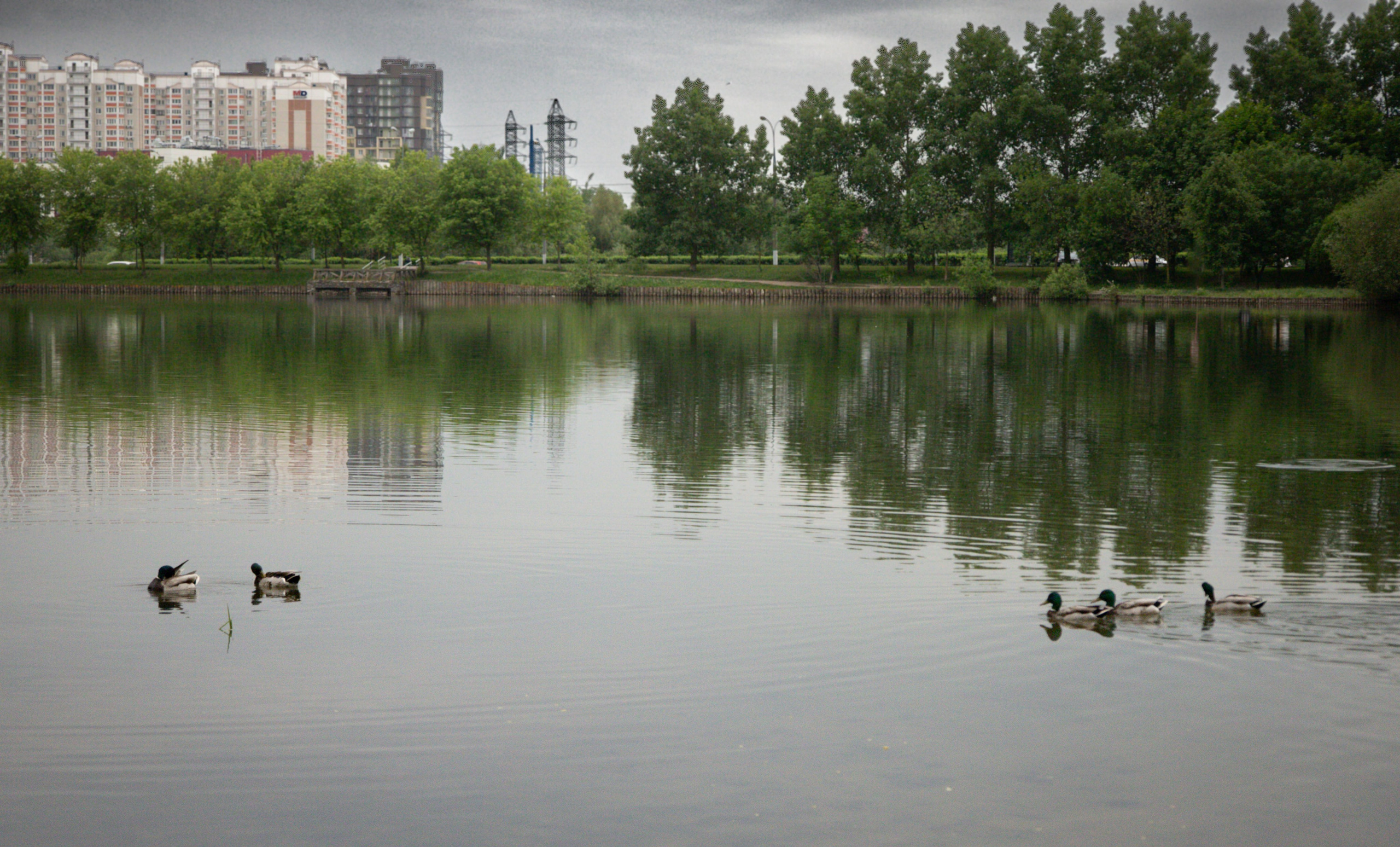 Моя маленькая спутница: Банни и Настя в Южнобутовском парке. Фотограф-анималист в Москве Екатерина Тихонова